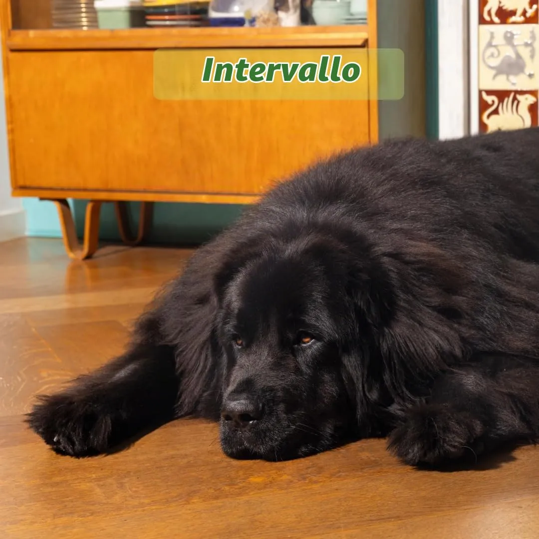 Edgard & Cooper Crocchette Cani Adulti Piccola Taglia, Agnello Fresco, Senza Cereali, Ipoallergenica, 3kg - immagine 4