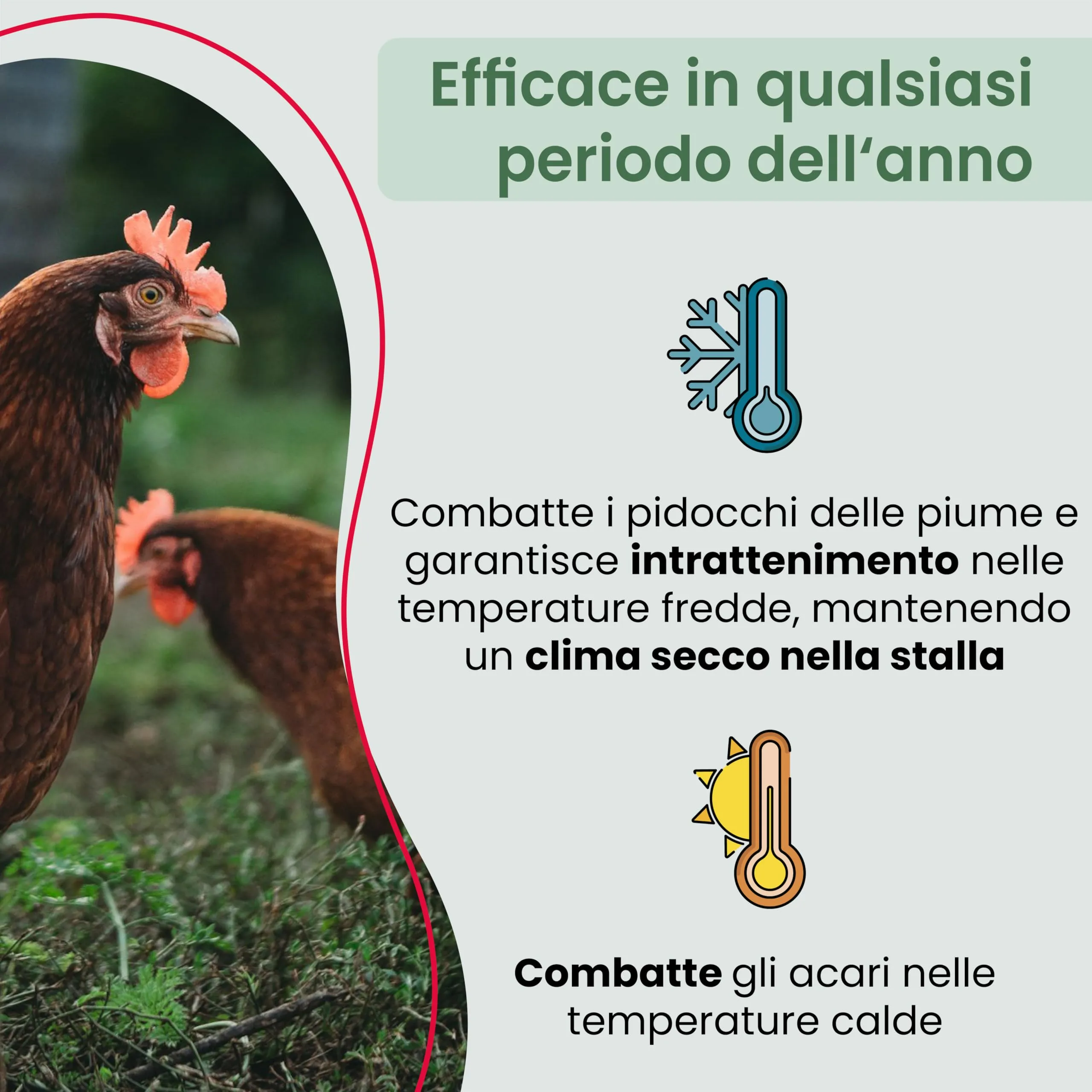 Cumbasil Bagno di polvere antiacaro per polli, 25 kg - immagine 3
