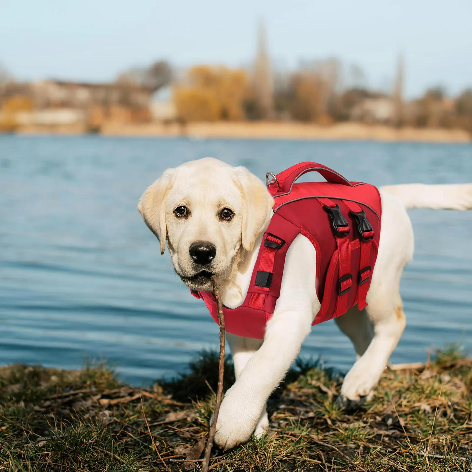 Queenmore Giubbotto Salvagente per Cani, Taglia XL, Arancione, Ripstop con D-Ring - immagine 8