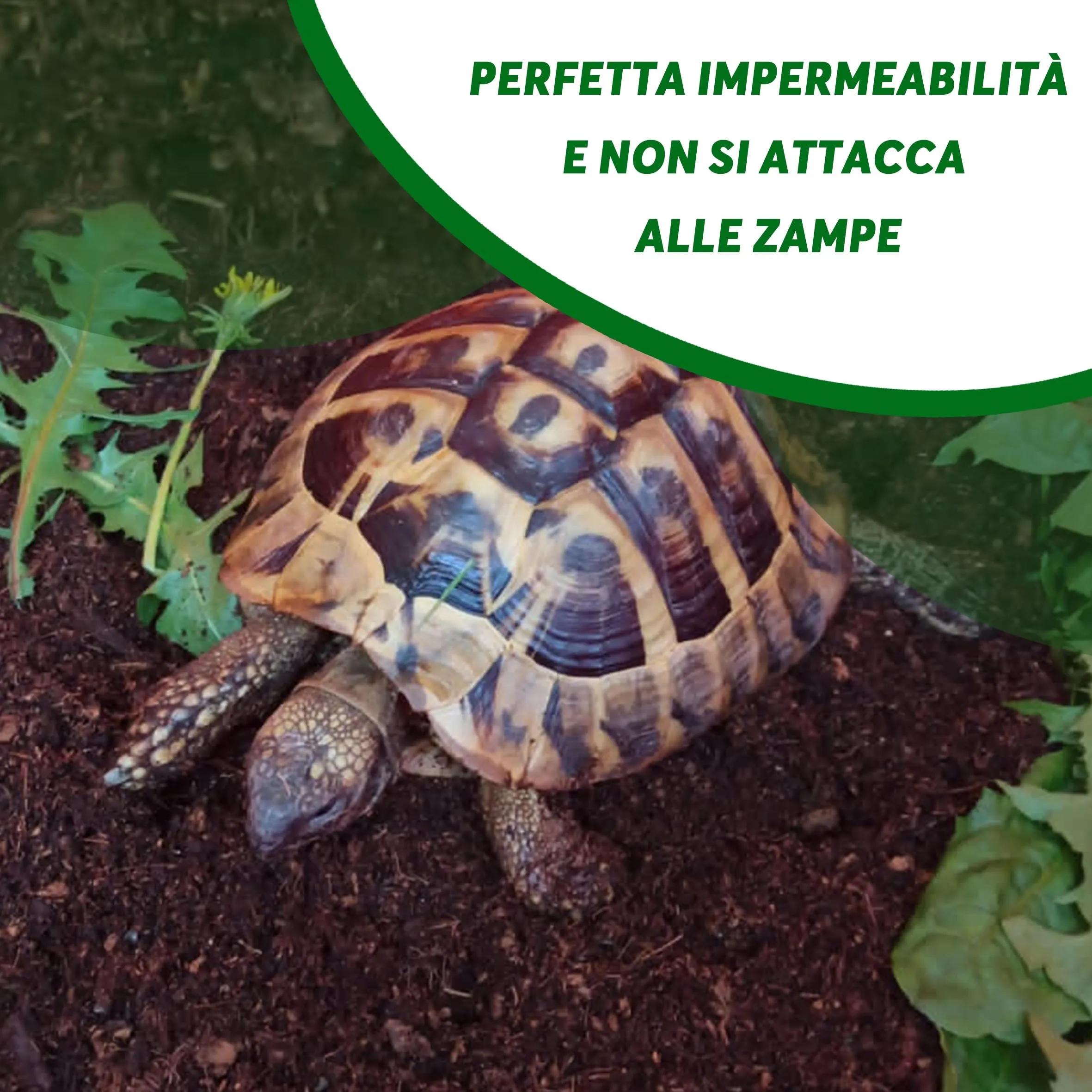 ZOMA Terrario per Tartarughe di Terra, 20L - immagine 4