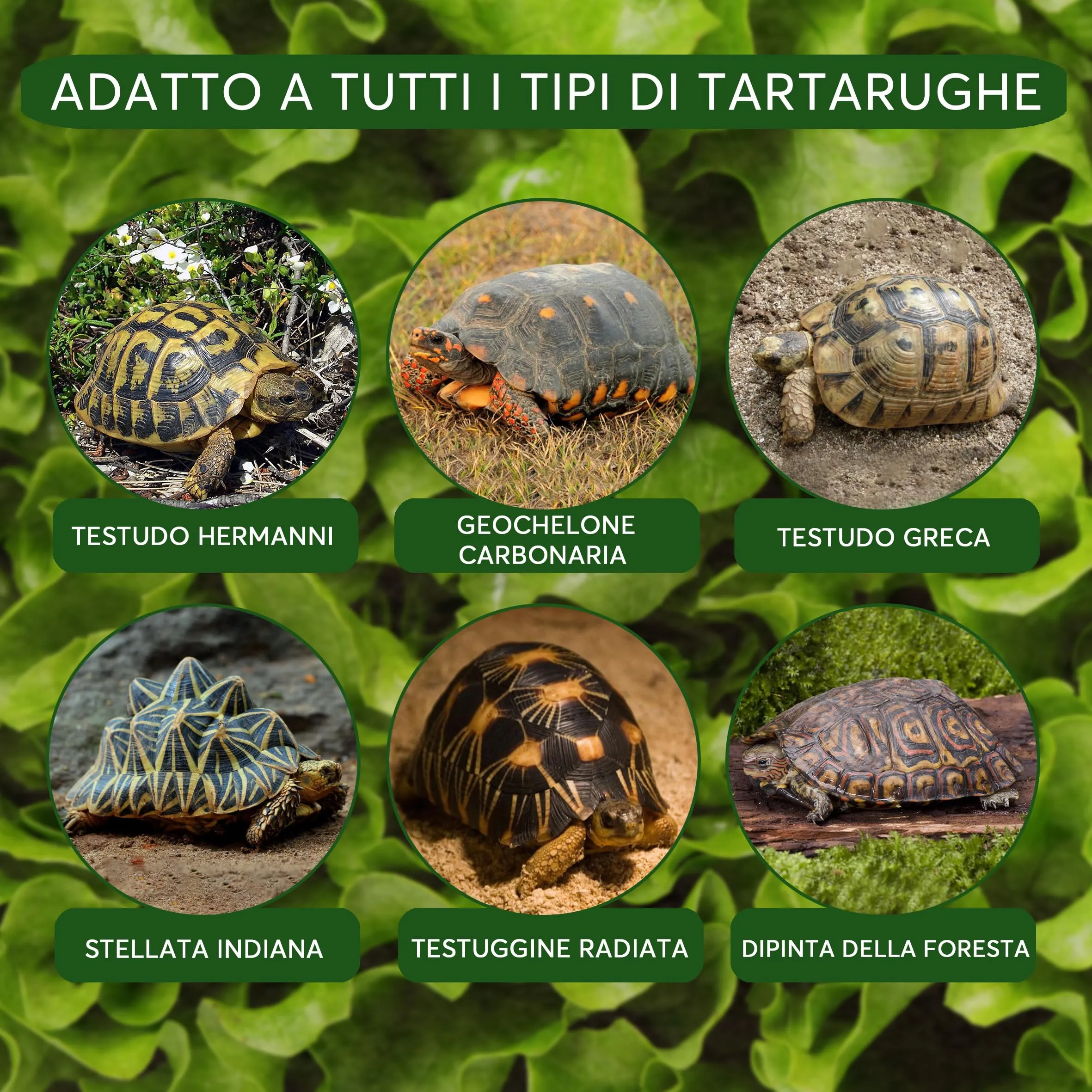 ZOMA Terrario per Tartarughe di Terra, 20L - immagine 5