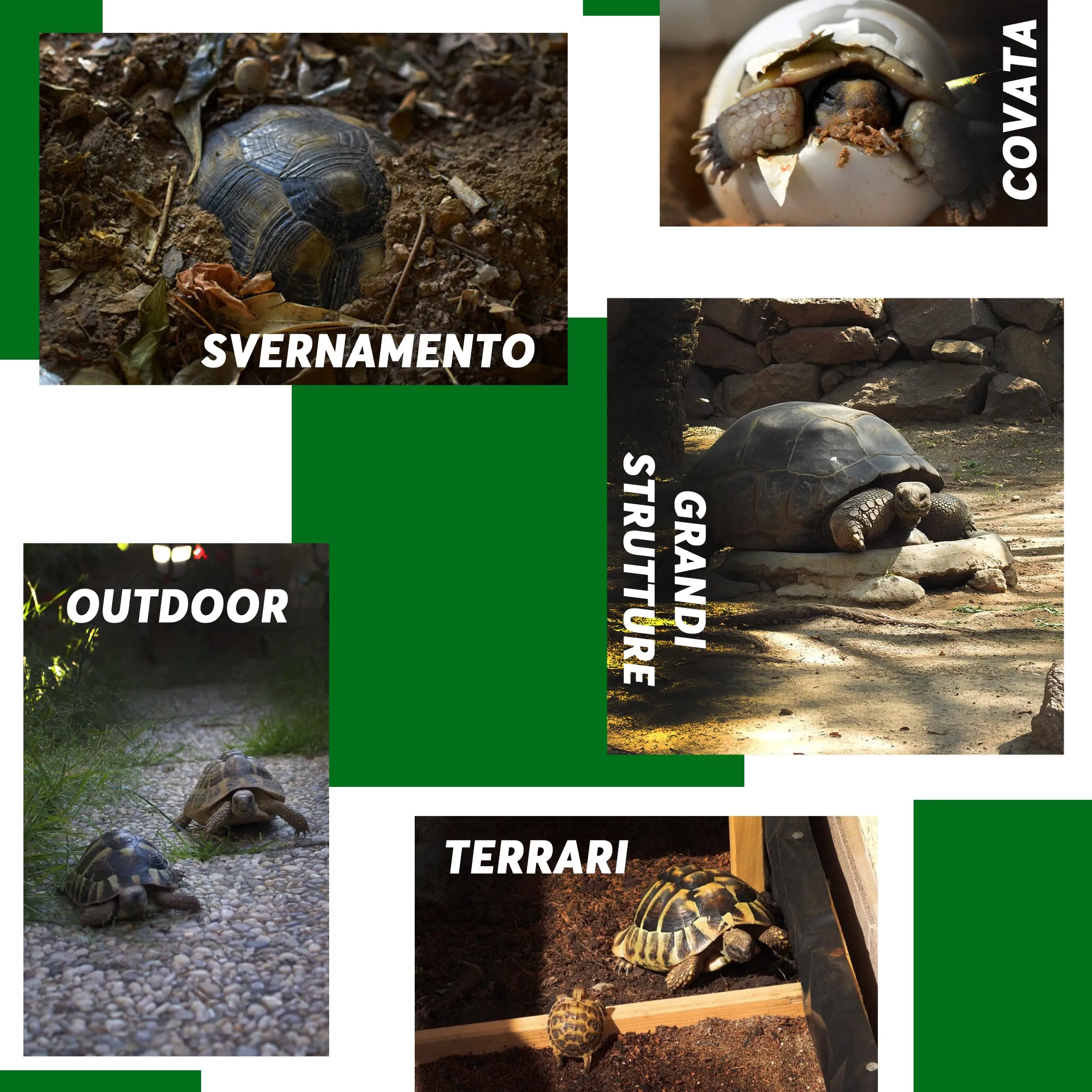 ZOMA Terrario per Tartarughe di Terra, 20L - immagine 7