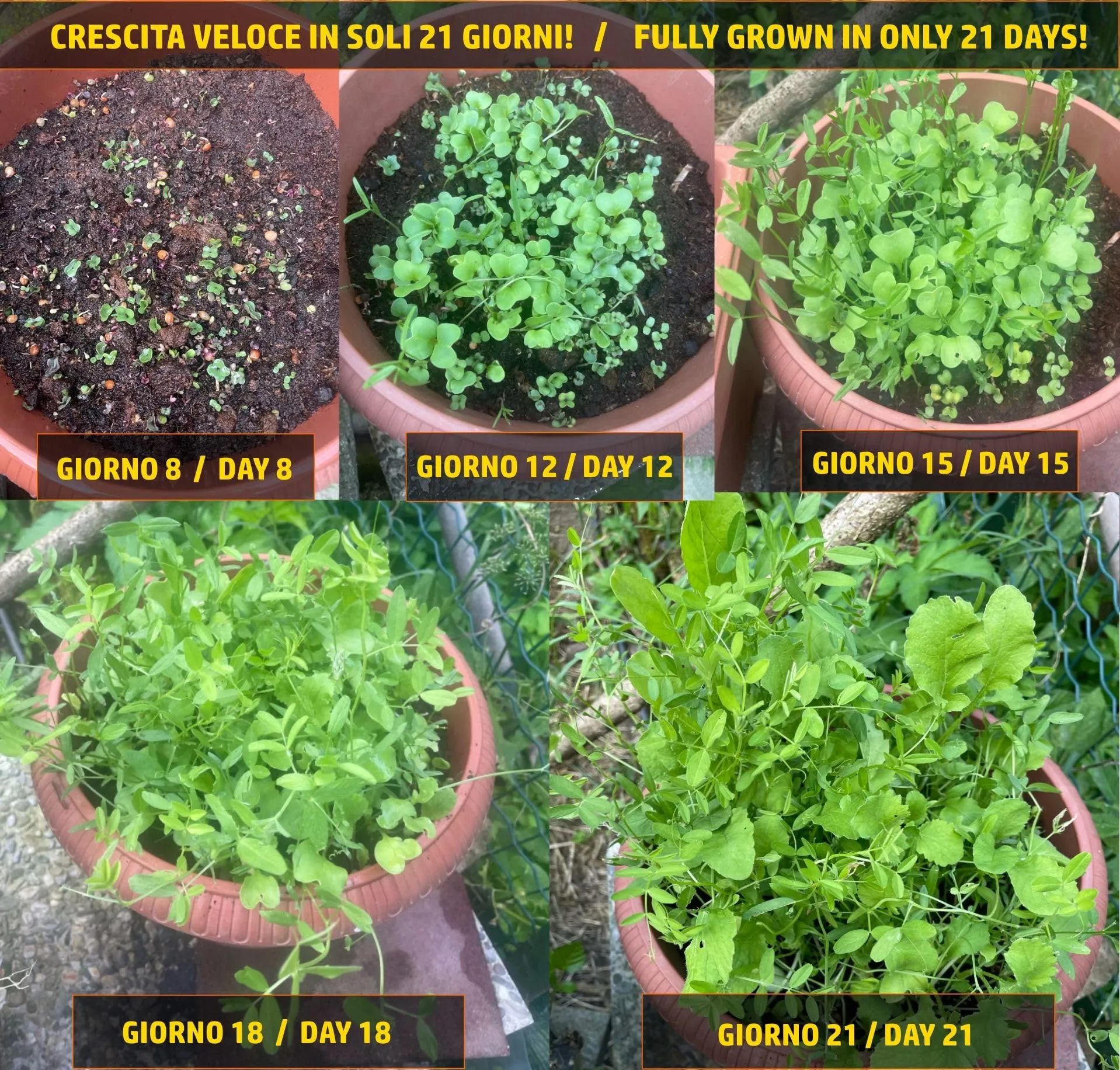 Il Paradiso delle Tartarughe Mix Semi di Erbe Spontanee per Tartarughe di Terra, 40 Tipi di Erbe, 30 gr - immagine 2