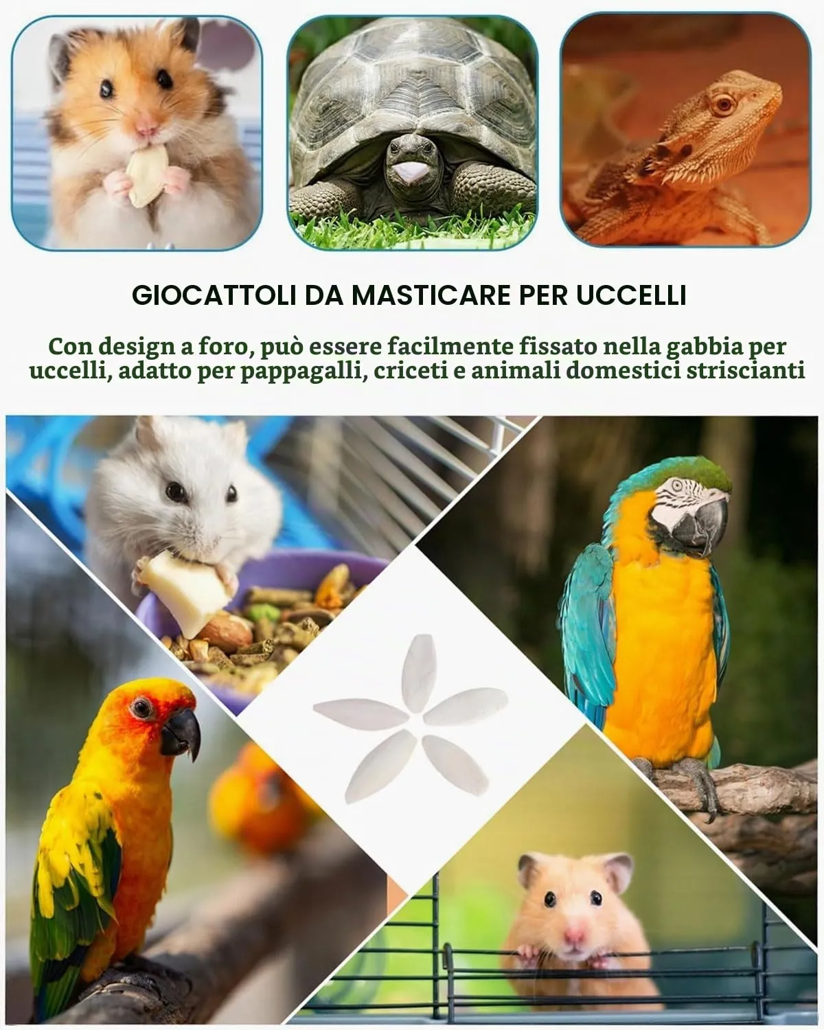 FUGLUS Ossi di Seppia Naturali, 10 Pezzi per Uccelli, Tartarughe e Pappagalli - immagine 6