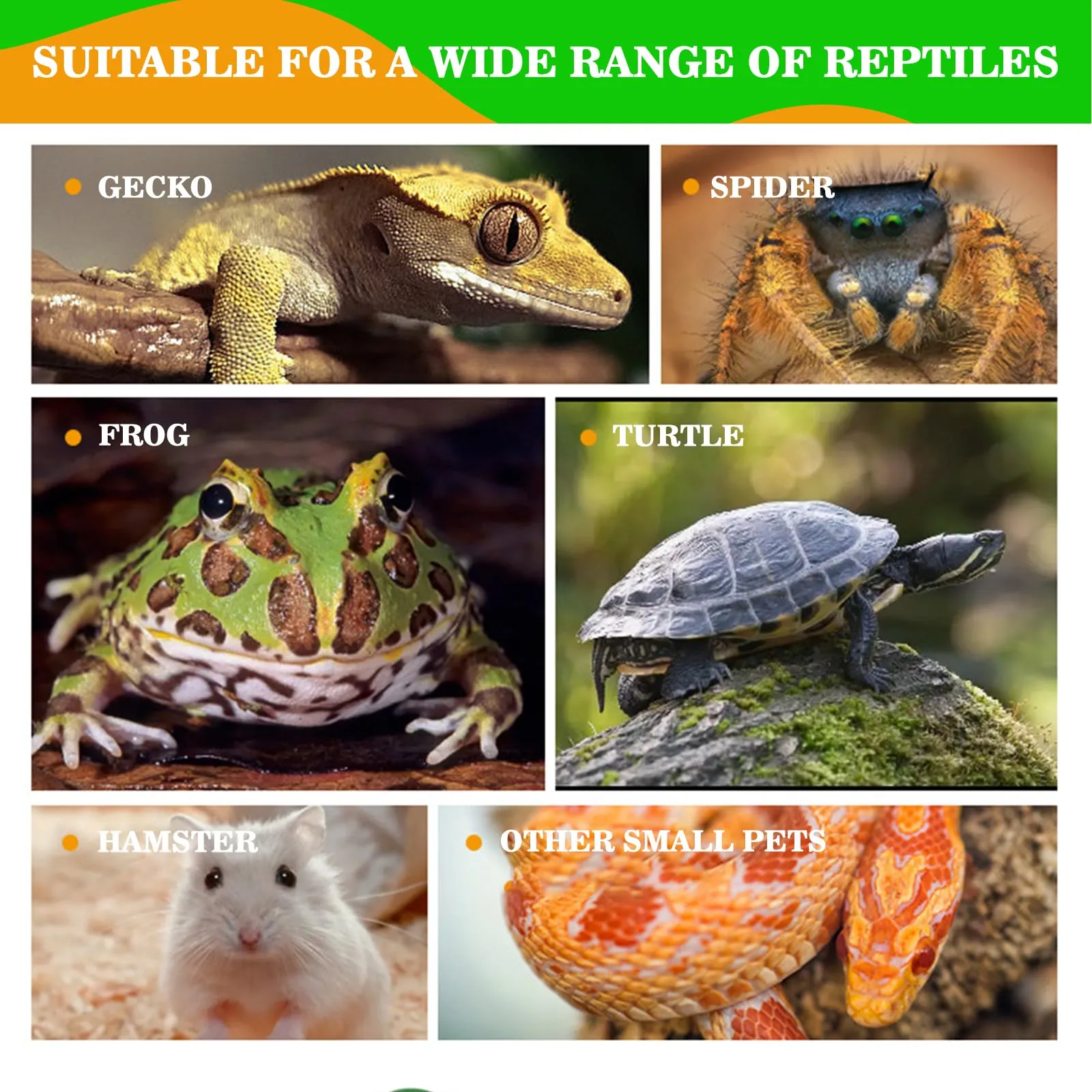 MaNeaz Ciotola per Tartarughe di Terra e Rettili, Abbeveratoio e Bacino Alimentare per Geco e Serpente, 2 Pezzi (Verde) - immagine 6
