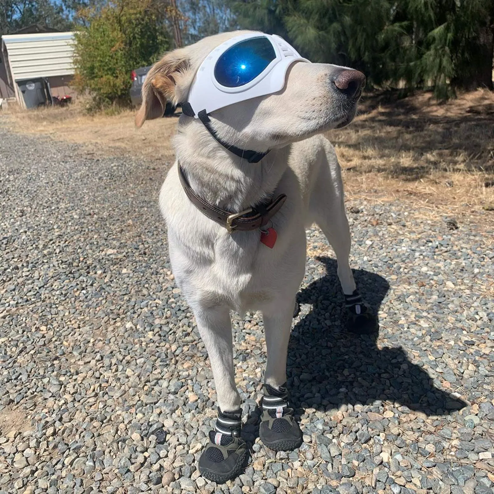 Namsan Occhiali da sole per cani di taglia medio-grande, anti-UV e antivento - immagine 6
