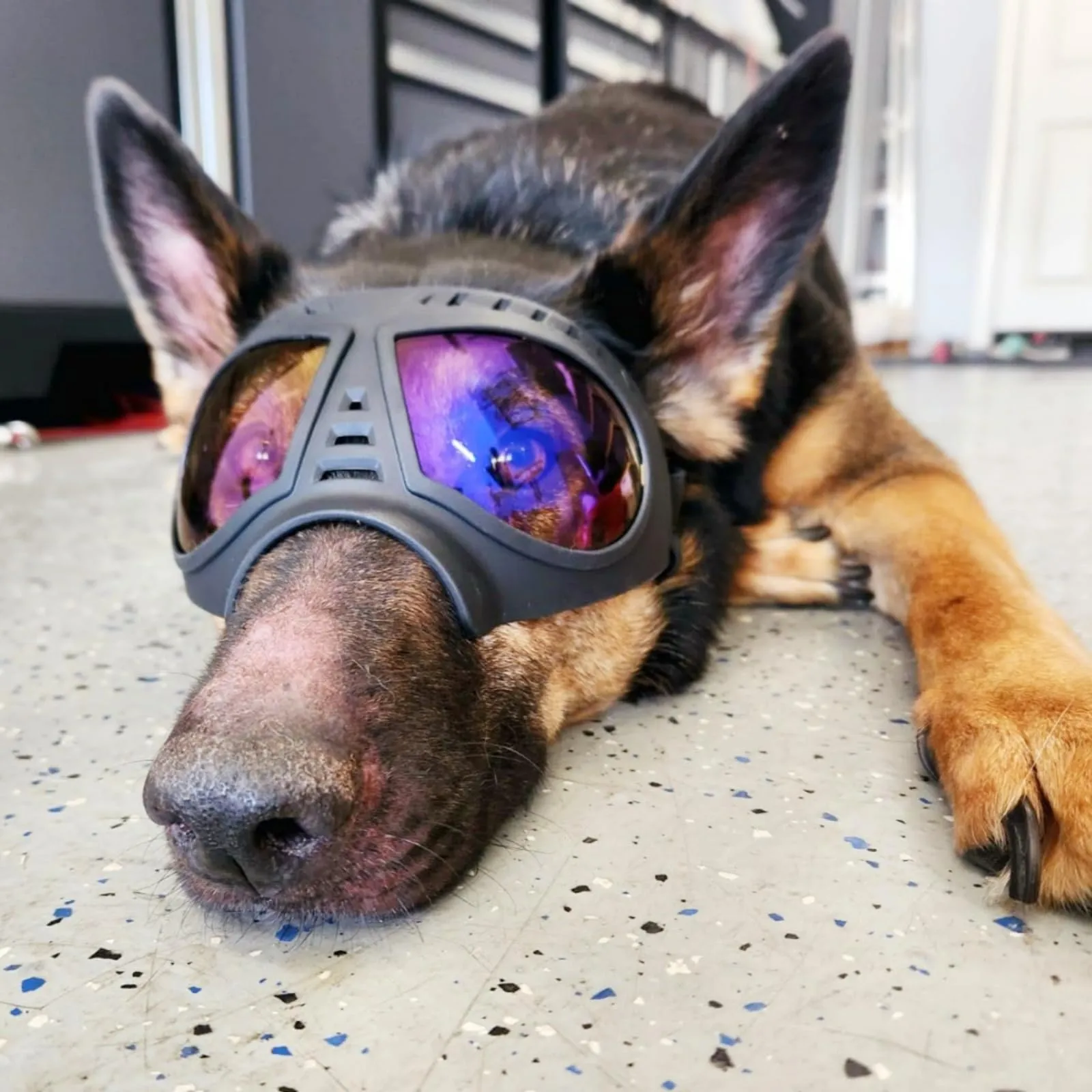Namsan Occhialini Trasparenti per Cani di Taglia Grande, Montatura Morbida, Anti-UV, Blu Trasparente - immagine 6