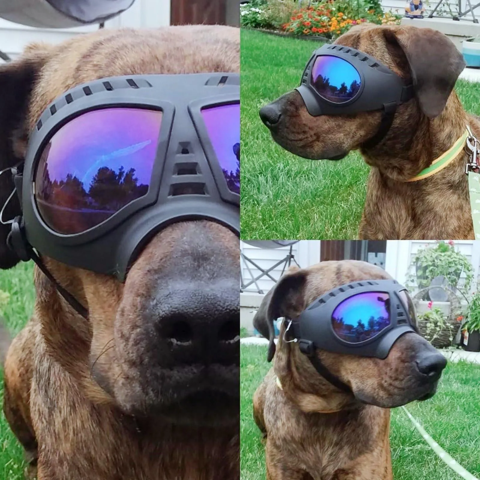 Namsan Occhialini Trasparenti per Cani di Taglia Grande, Montatura Morbida, Anti-UV, Blu Trasparente - immagine 7