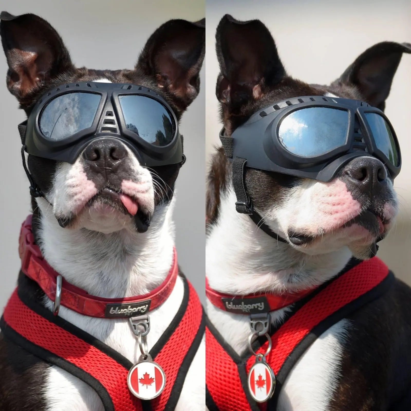 NAMSAN Occhiali da Sole per Cani, Regolabili e Anti-UV, per Taglie Piccola e Media - immagine 6