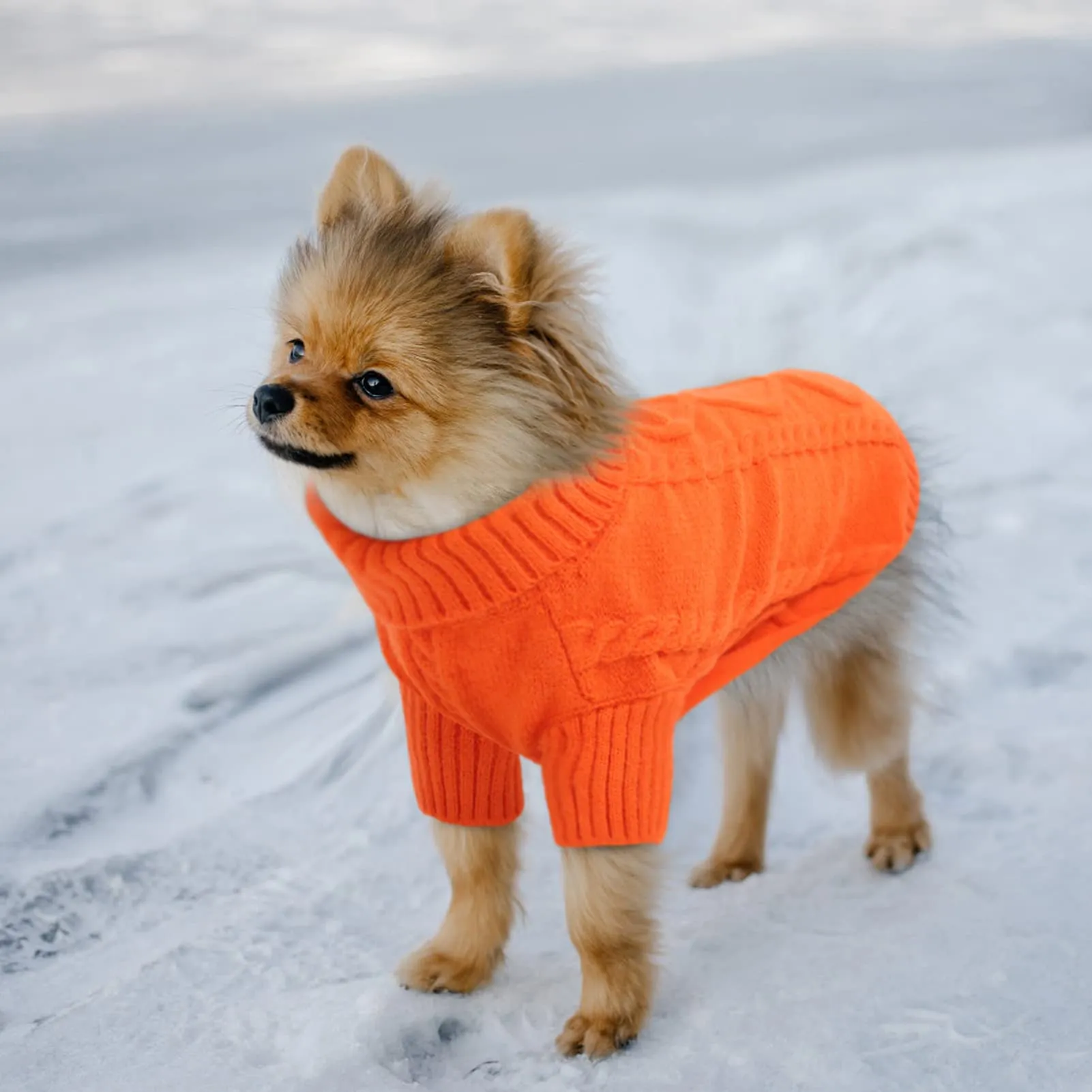 Queenmore Maglione Caldo Elastico per Cani, Arancione, Taglia L - immagine 2