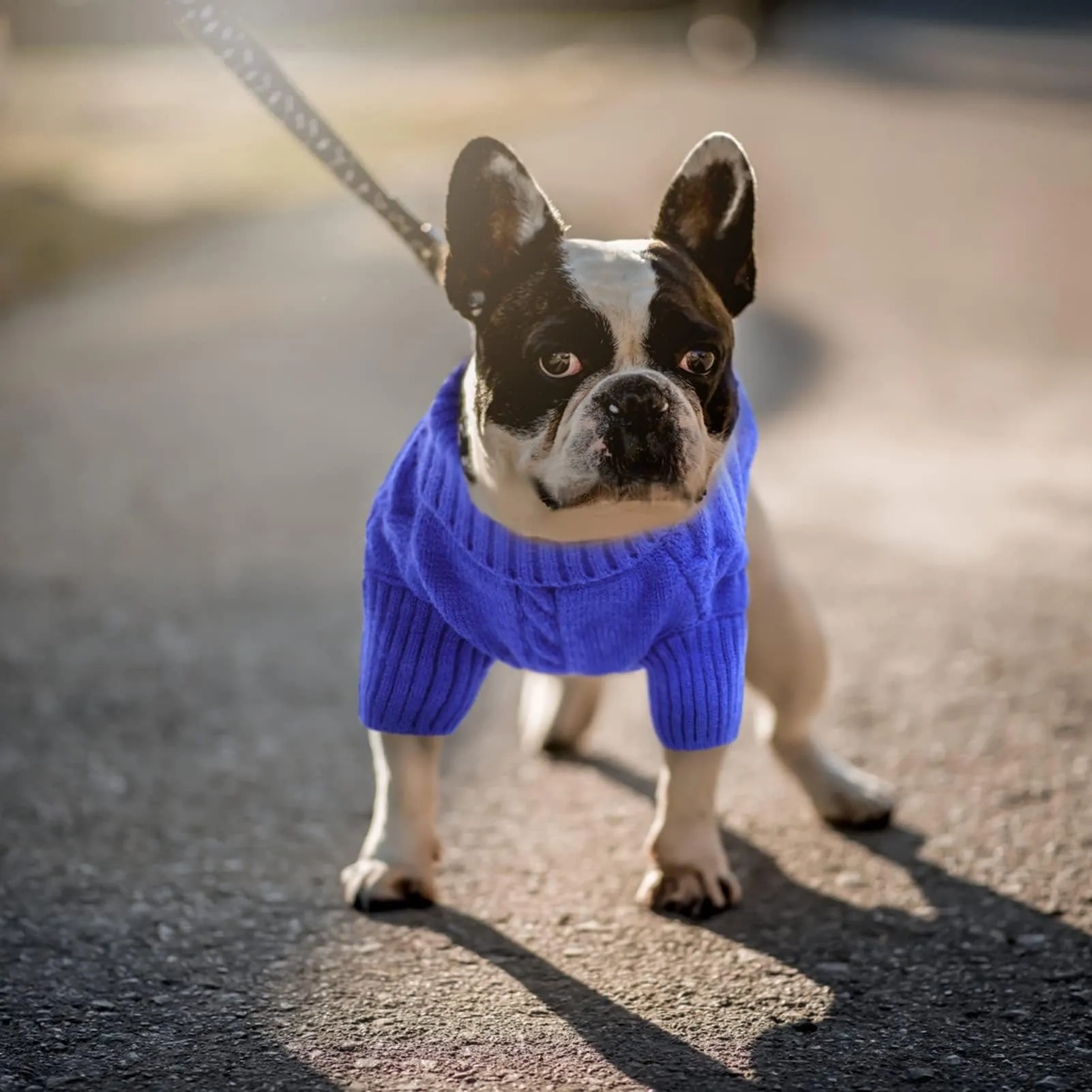 Queenmore Maglione a Collo Alto per Cane, Taglia S, Viola - immagine 7