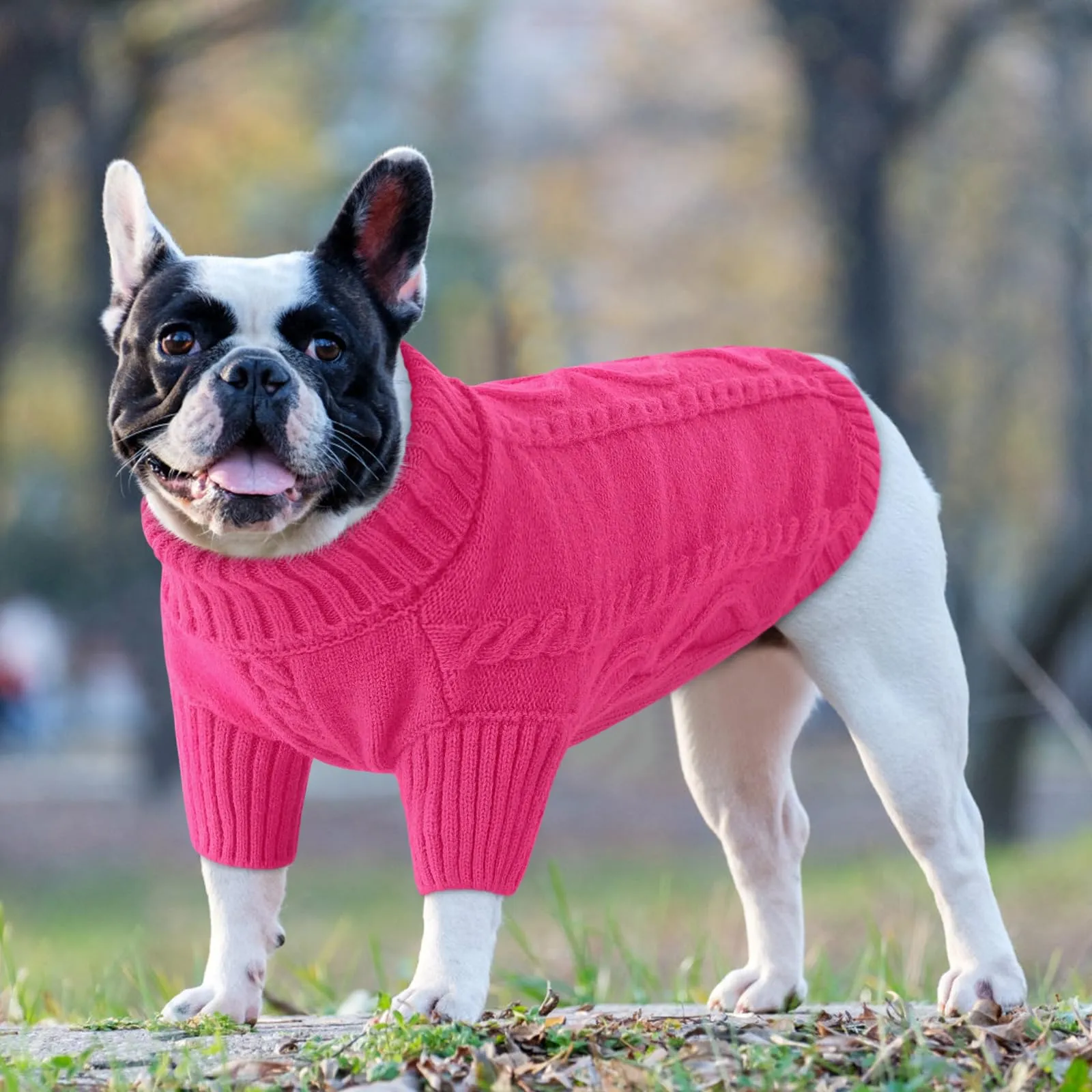 Queenmore Maglione per Cani a Treccia con Collo Alto, Caldo ed Elastico - immagine 5