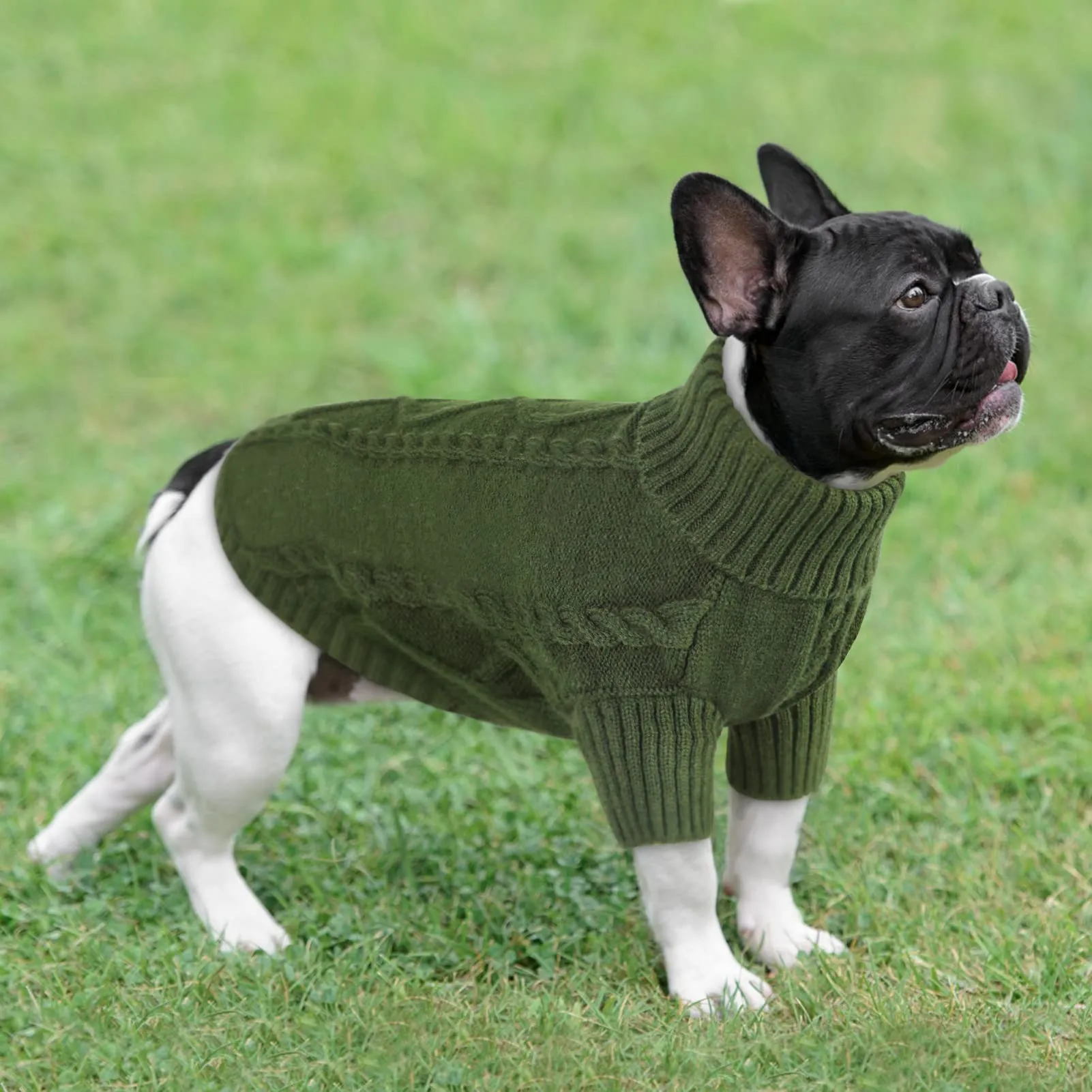 Queenmore Maglioncino per Cane, Taglia XS - immagine 6
