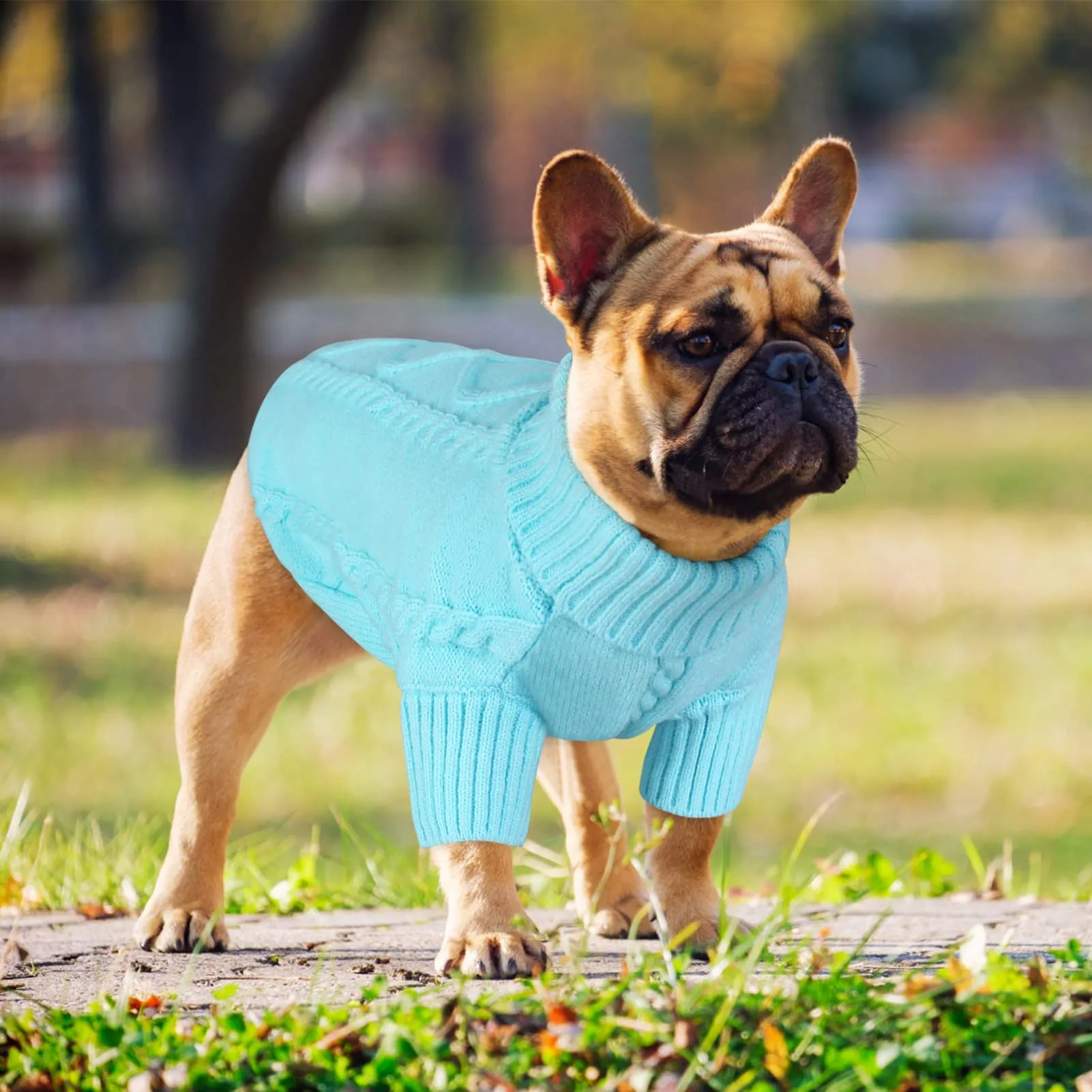 Queenmore Maglioncino per Cani a Treccia con Collo Alto, Blu Cielo, Taglia L - immagine 6