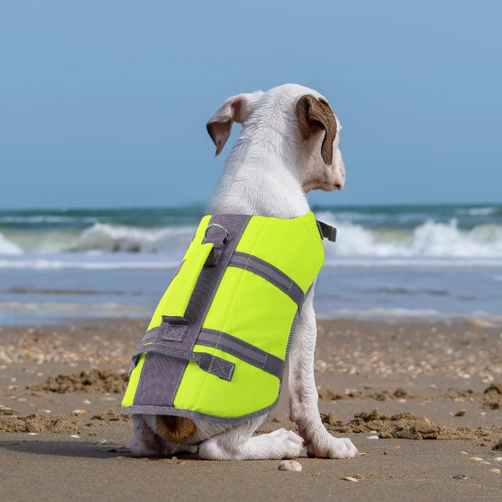 Queenmore Salvagente per Cani Taglia Media, Riflettente, Verde (M) - immagine 7