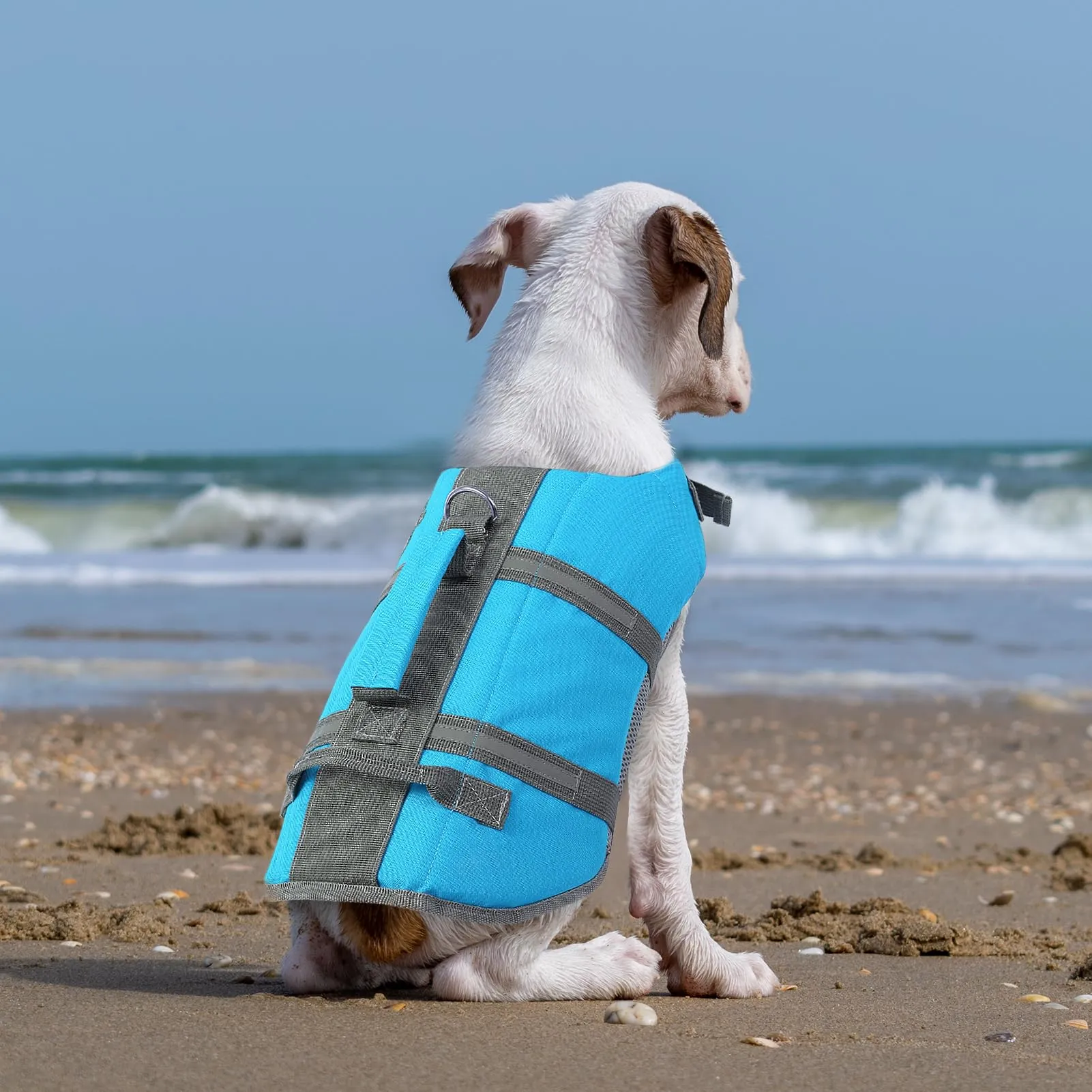 Queenmore Salvagente per Cani Taglia Media, Riflettente, Blu, M - immagine 2