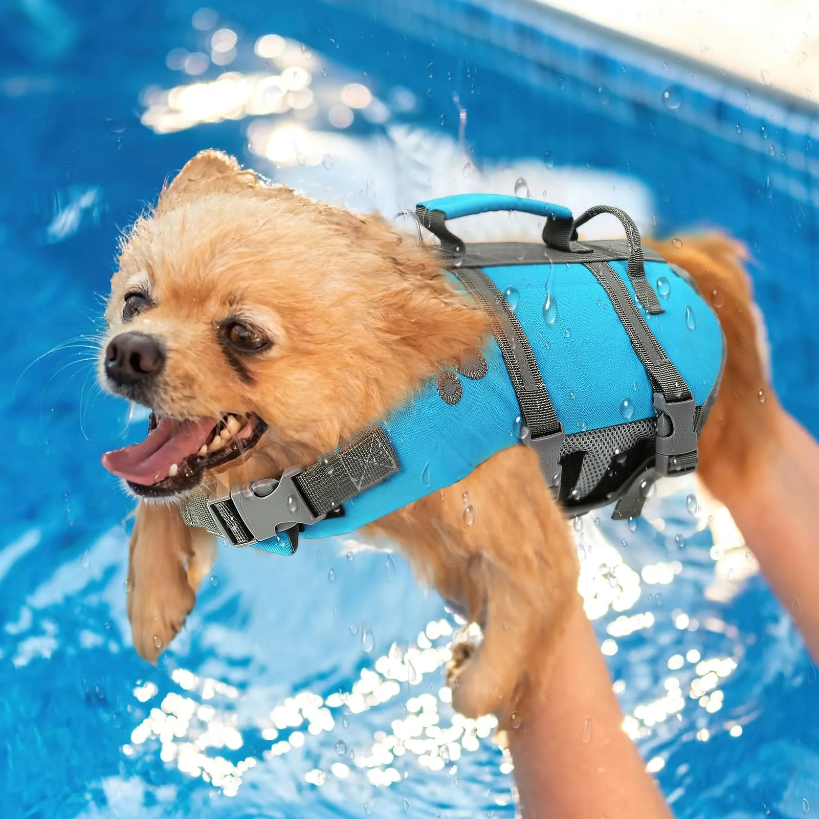 Queenmore Giubbotto Salvagente per Cani Grandi, Riflettente e Regolabile, Blu, XL - immagine 8