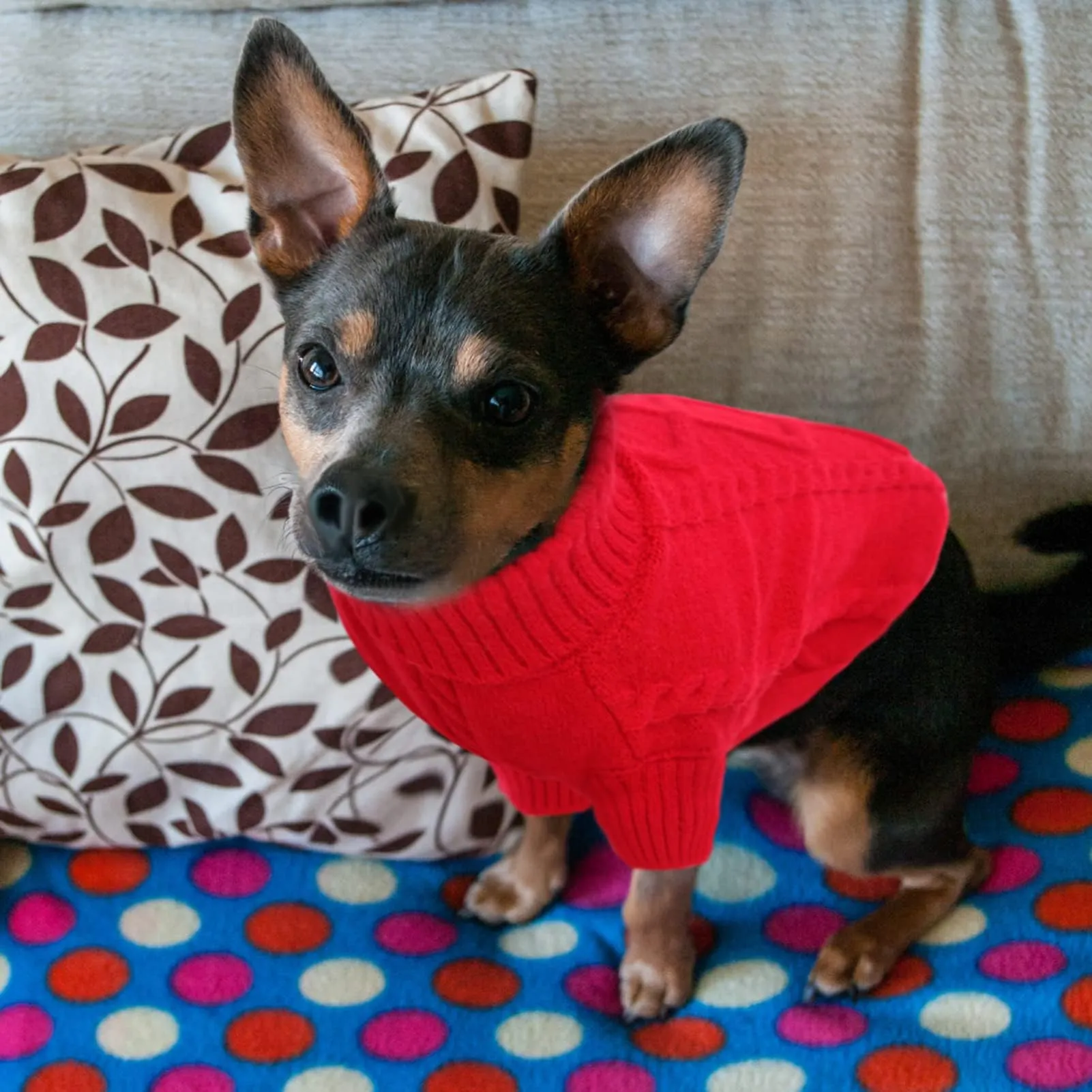 Queenmore Maglione per Cani, Rosso, 3XL - immagine 6