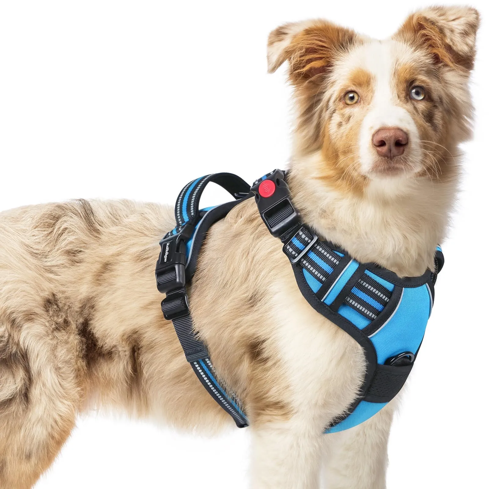 rabbitgoo Pettorina Cane Antifuga ad H con Maniglia e Bande Riflettenti, Azzurro, M - immagine 1