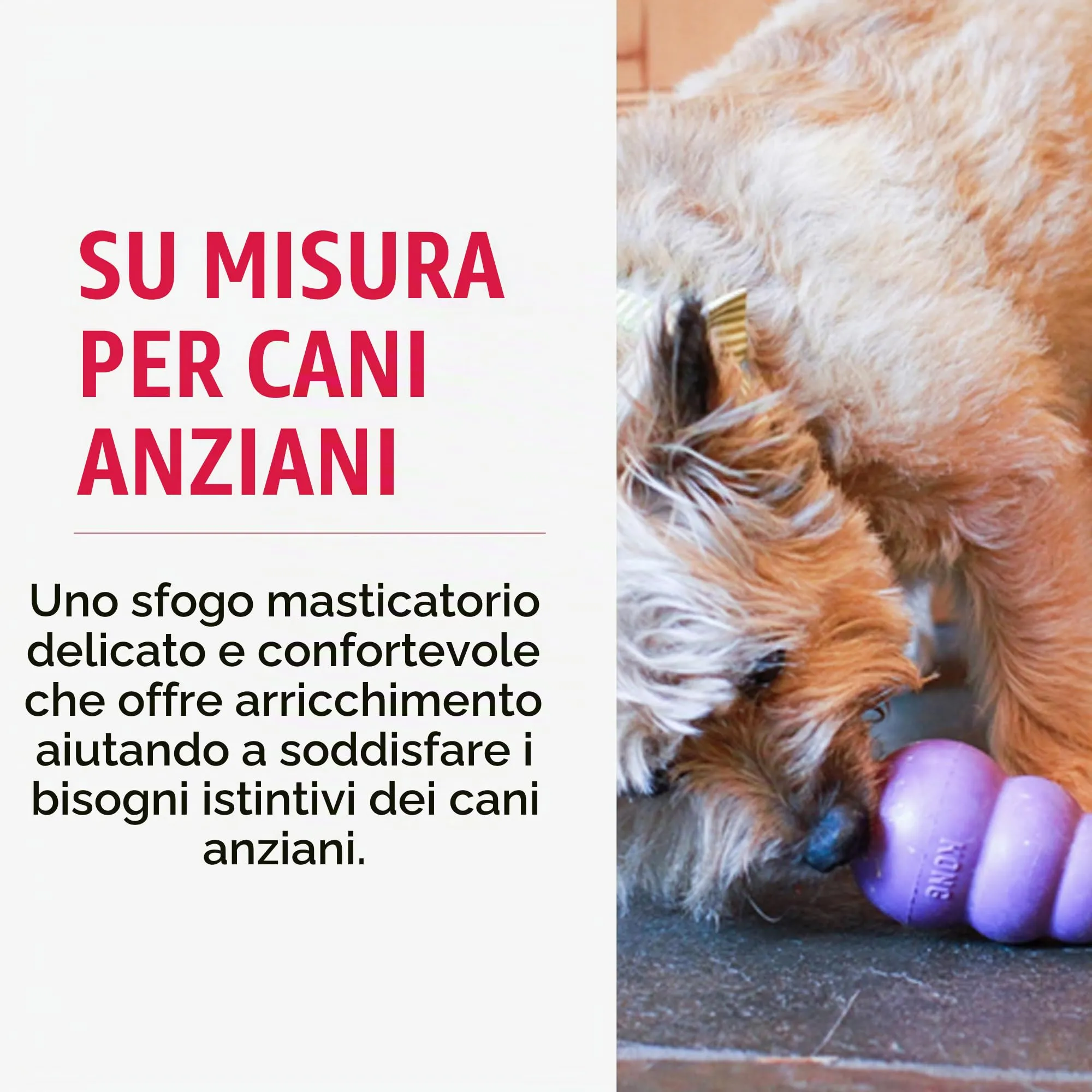 KONG Giocattolo in gomma naturale per cani anziani, taglia media (confezione da 2) - immagine 3