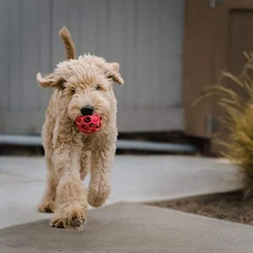 JW Hol-EE Roller Dog Toy, Medium - immagine 7