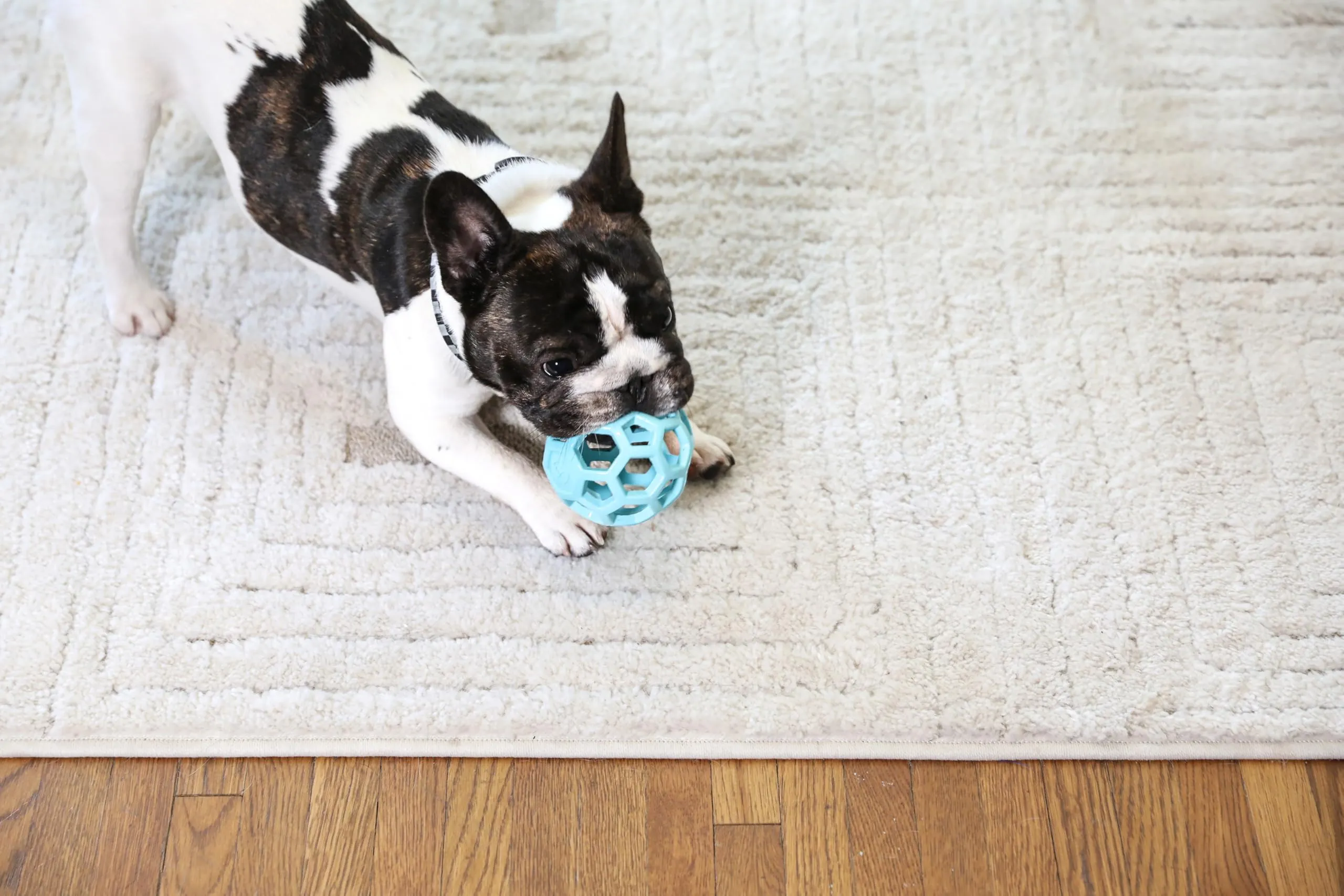 JW Hol-ee Roller Gioco per cani, Taglia piccola, 7,5 cm, Blu - immagine 3