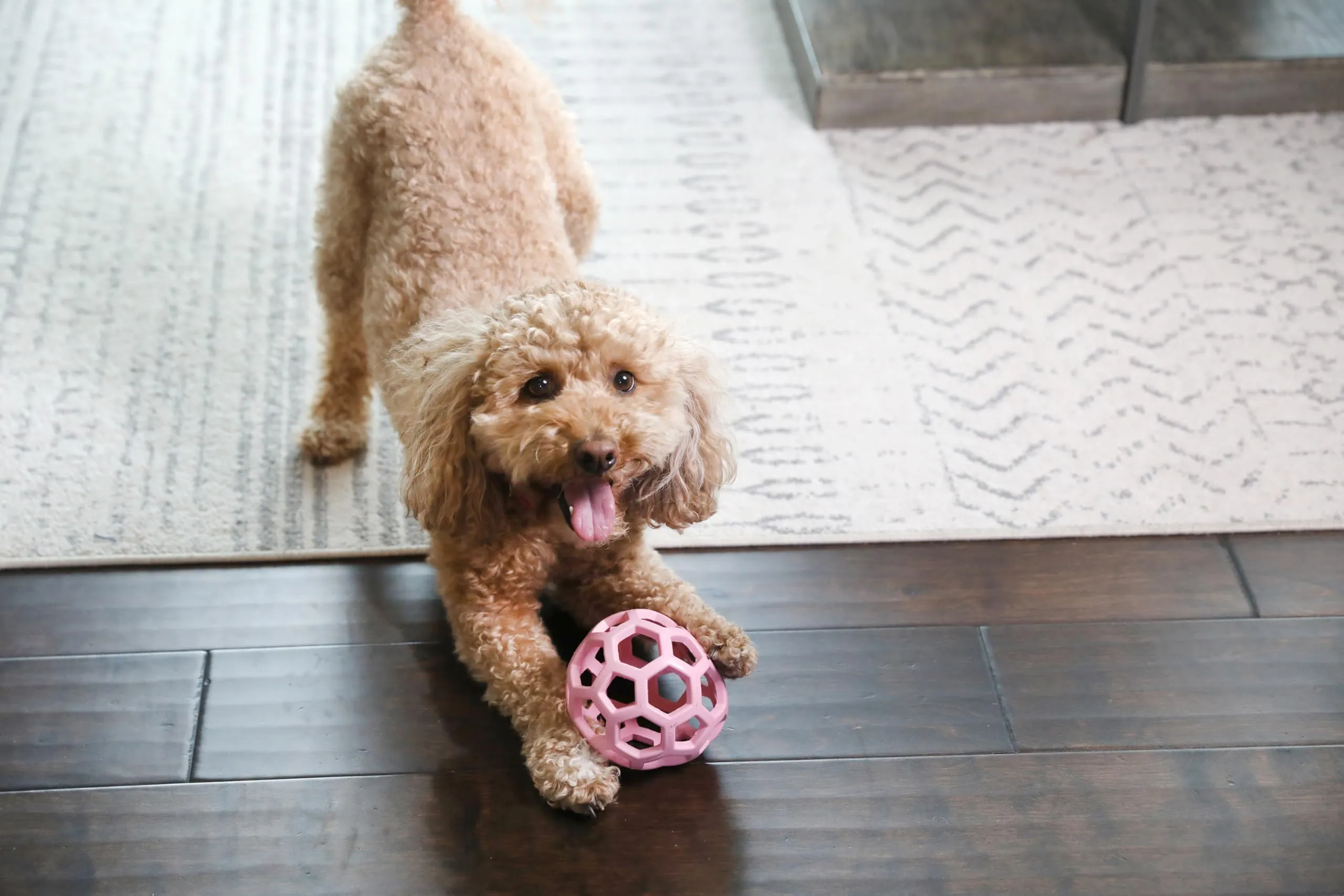 JW Hol-ee Roller Giocattolo per cani, Misura Media, 11,5 cm, Rosa - immagine 7