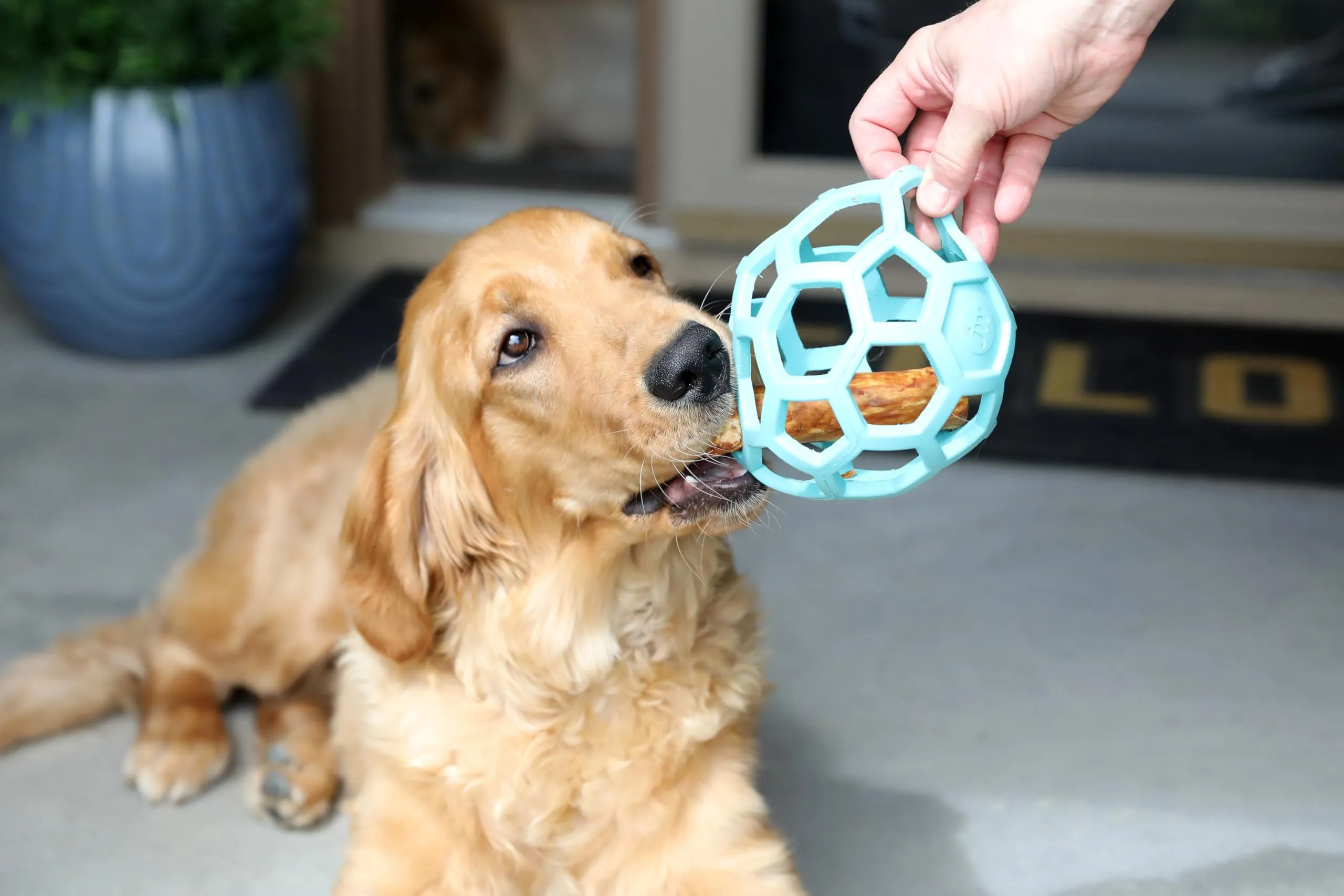 JW Hol-ee Roller Palla per cani, Taglia Grande, 14 cm, Blu - immagine 3