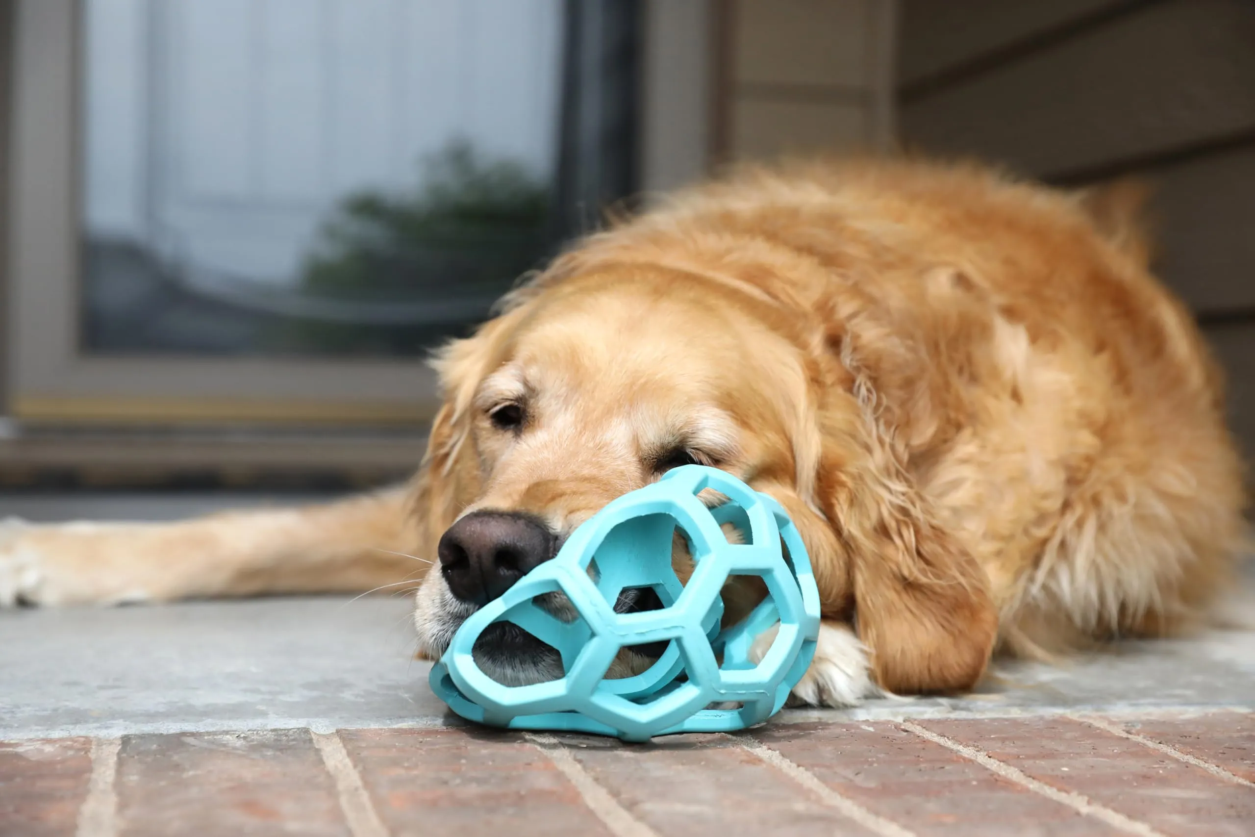 JW Hol-ee Roller Palla per cani, Taglia Grande, 14 cm, Blu - immagine 5