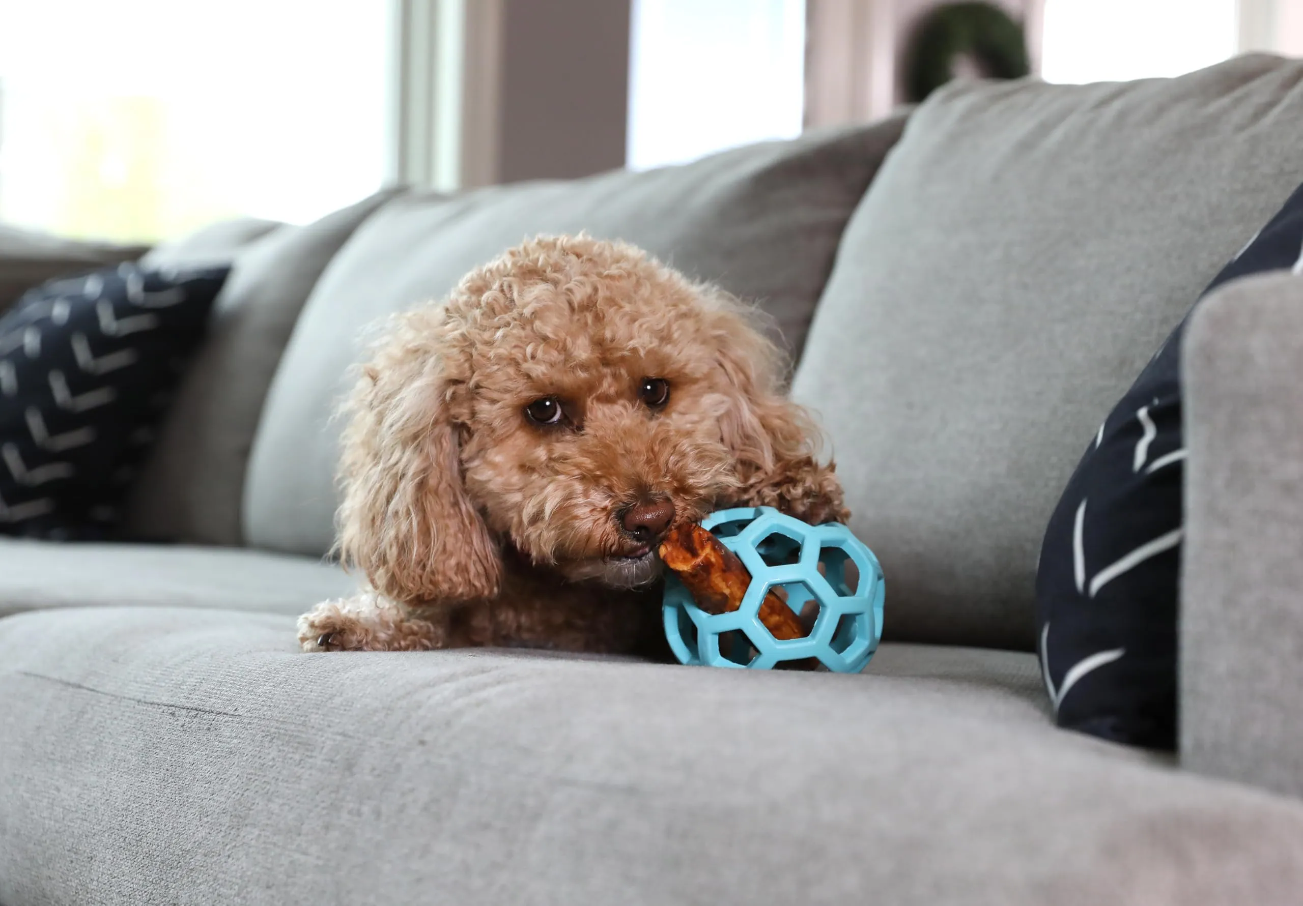 JW Hol-ee Roller Gioco per cani, Taglia Media, 11,5 cm, Blu - immagine 3
