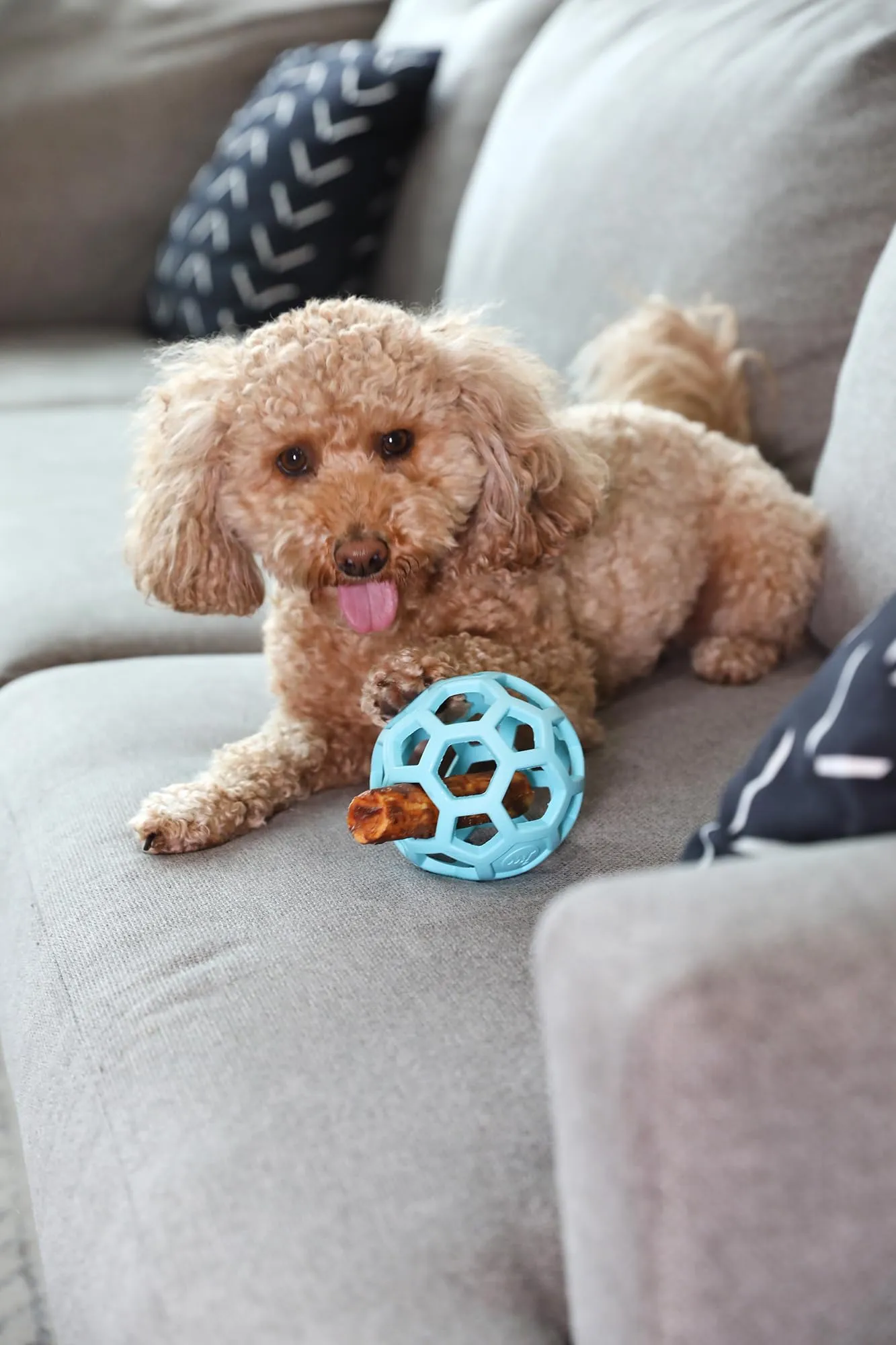 JW Hol-ee Roller Gioco per cani, Taglia Media, 11,5 cm, Blu - immagine 4