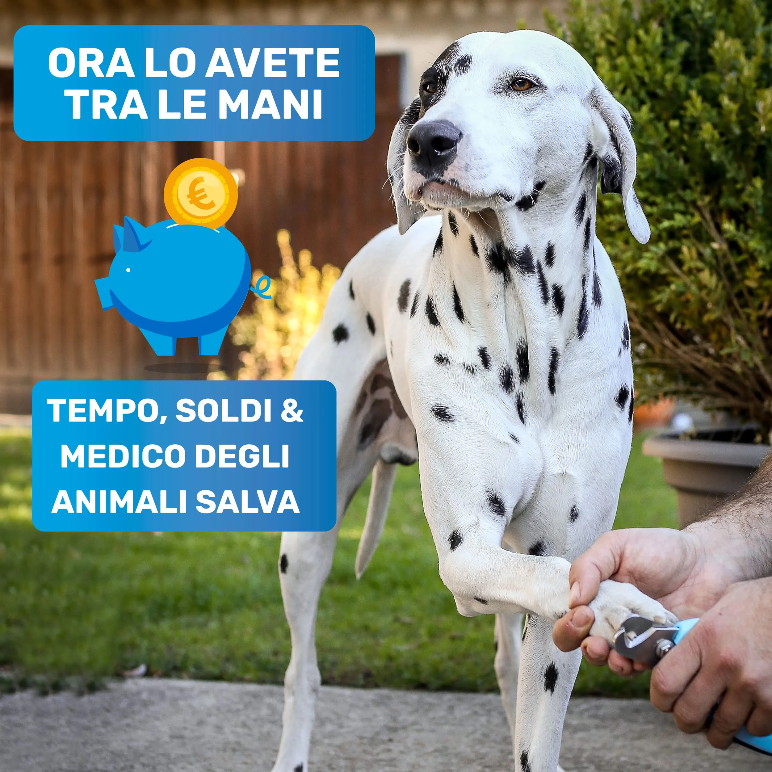 BluePet Tagliaunghie Regolabile per Cane e Gatto, Forbici Unghie Grandi M-XL - immagine 2
