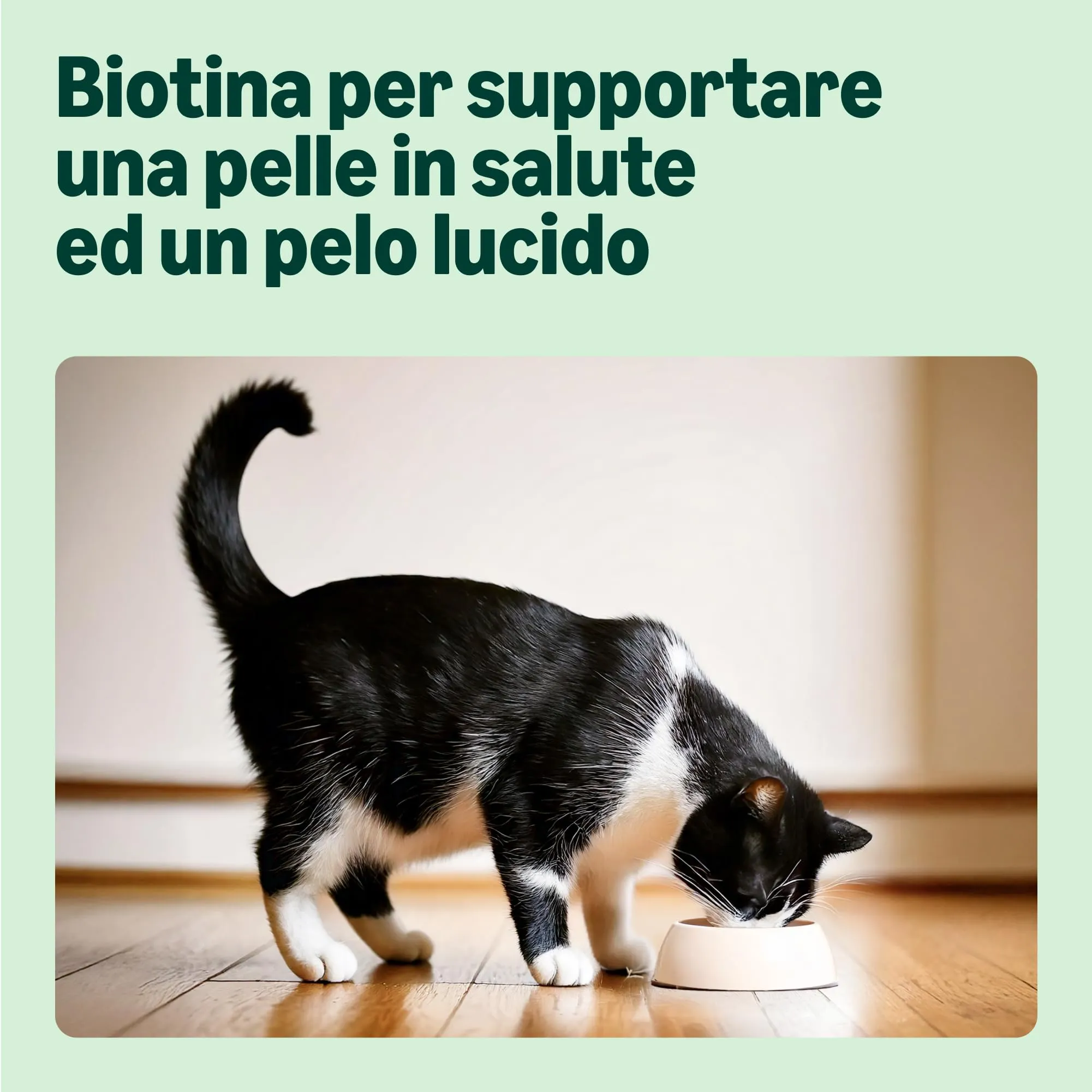 by Amazon Alimento completo per gatti anziani, Selezione mista in gelatina, 4.8kg (48 sacchetti da 100g) - immagine 4