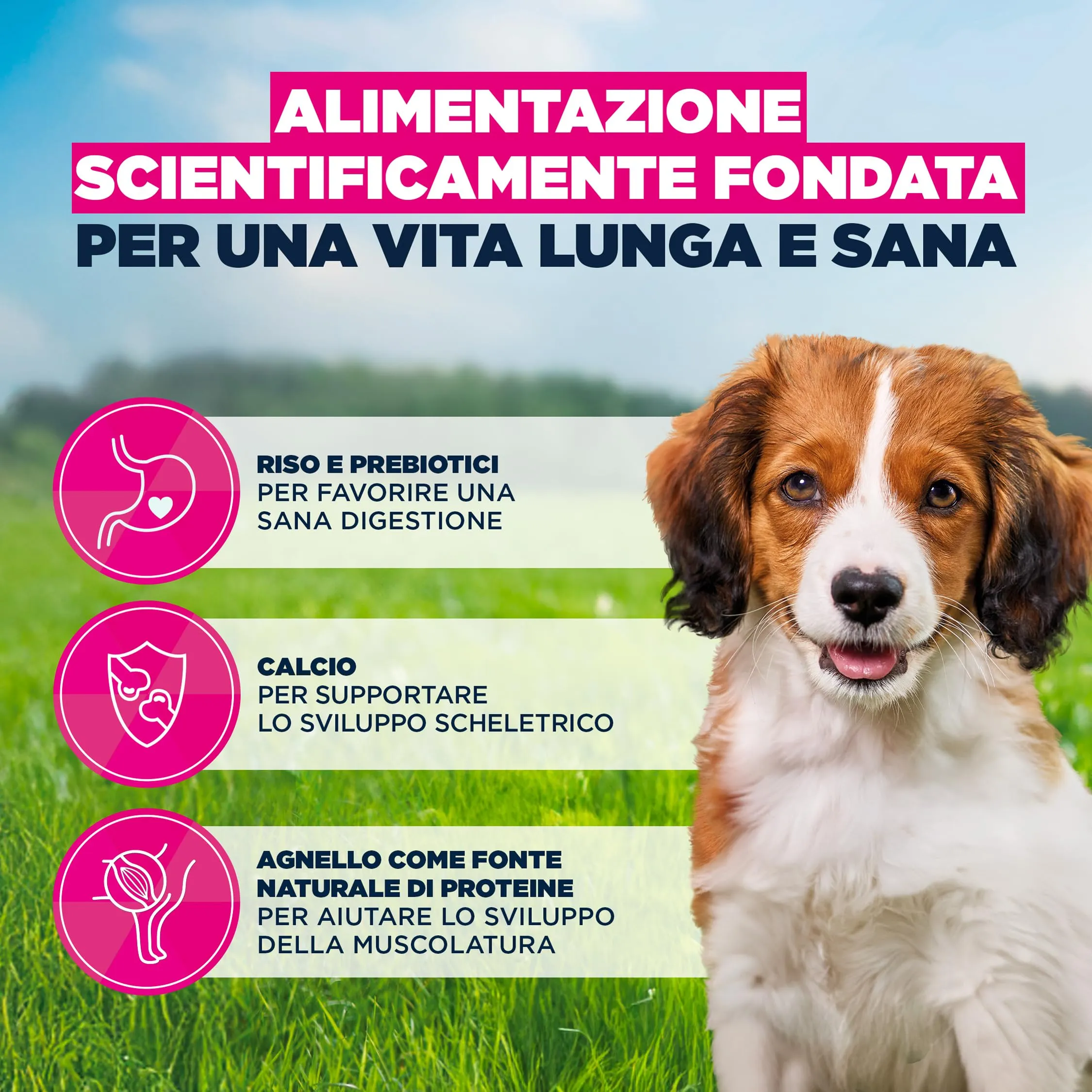 Eukanuba Crocchette cuccioli taglia piccola/media con agnello e riso, 12 kg - immagine 5