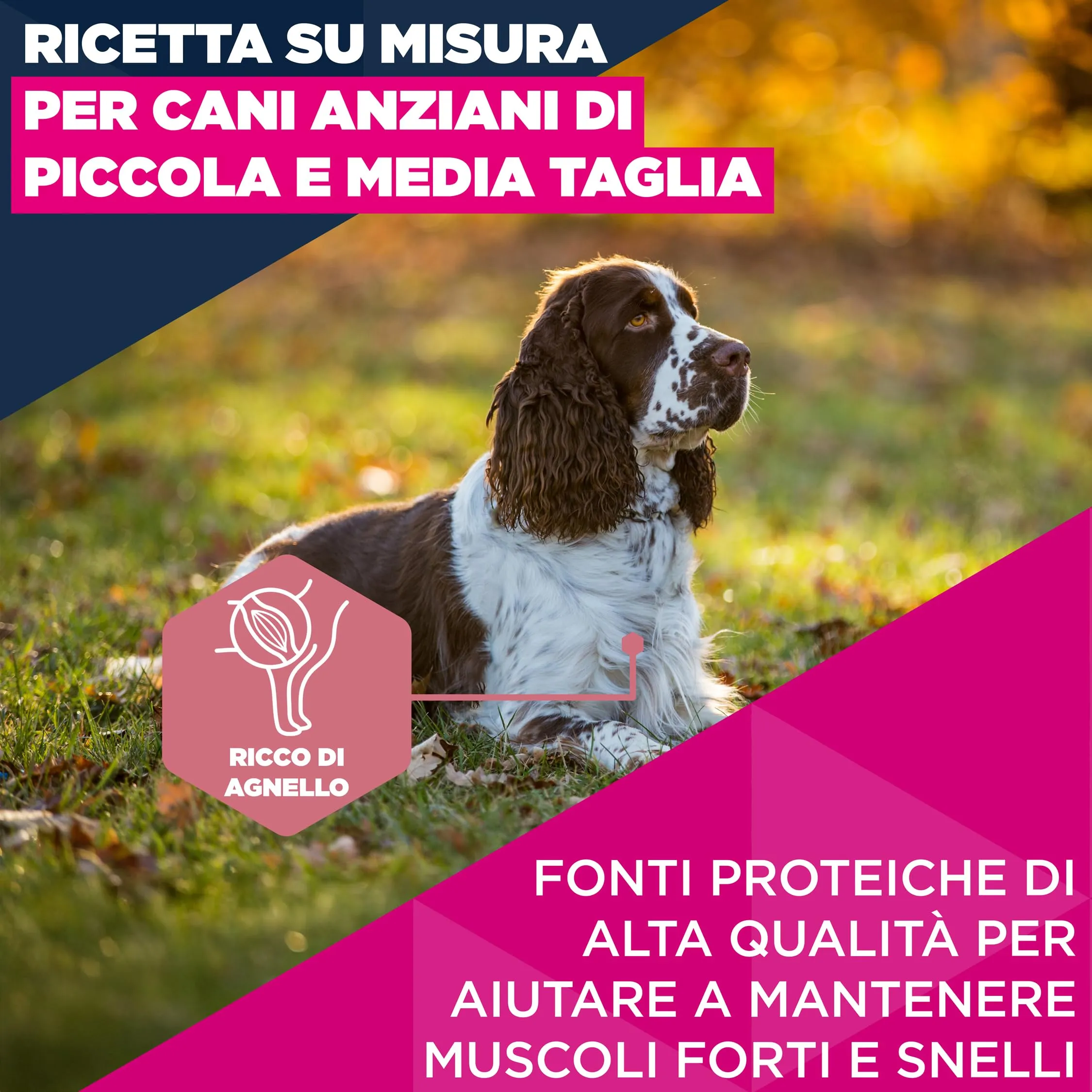 Eukanuba Crocchette per cani anziani piccola/media, agnello e riso, 12 kg - immagine 3
