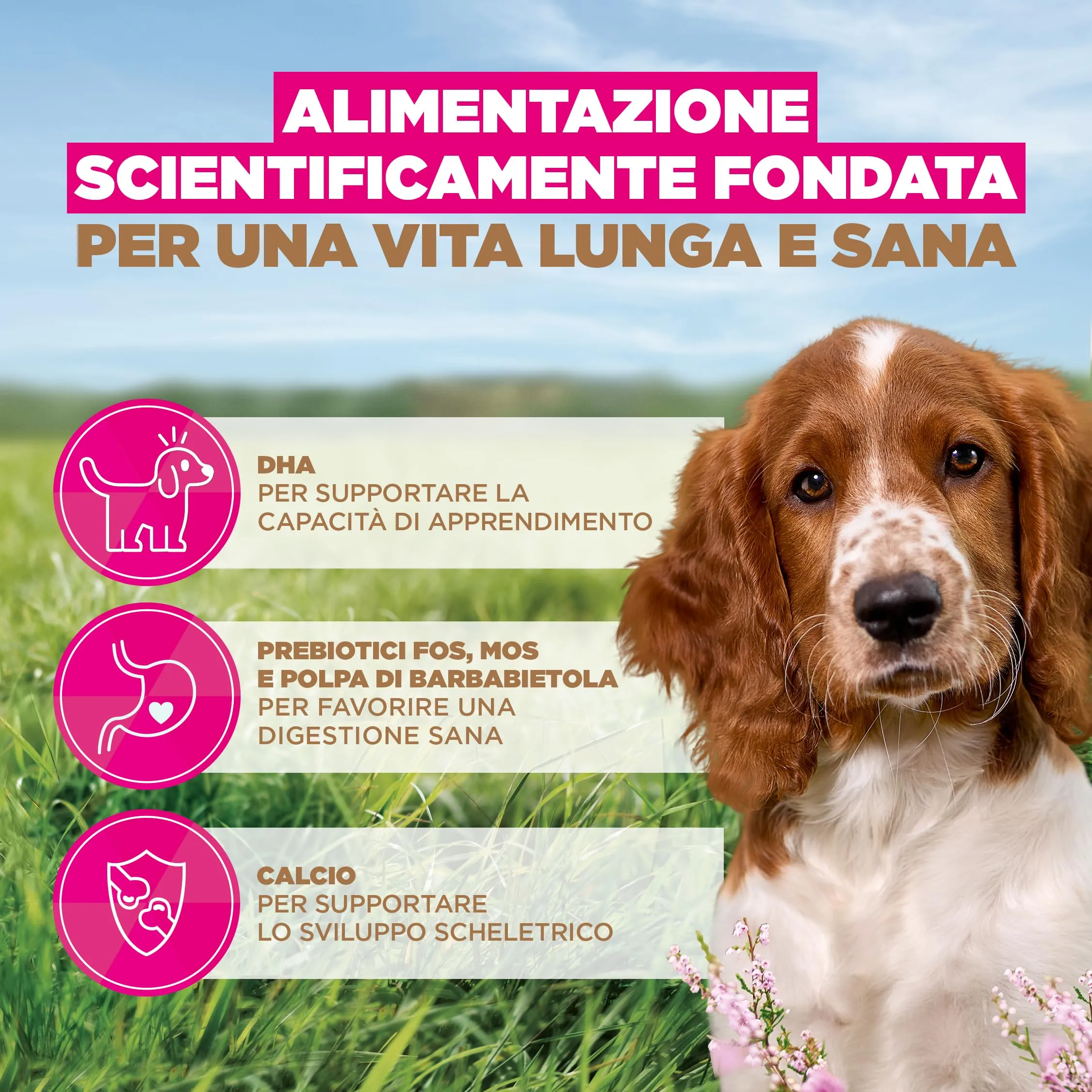 Eukanuba Crocchette per cuccioli taglia piccola/media al pesce, 12 kg - immagine 6
