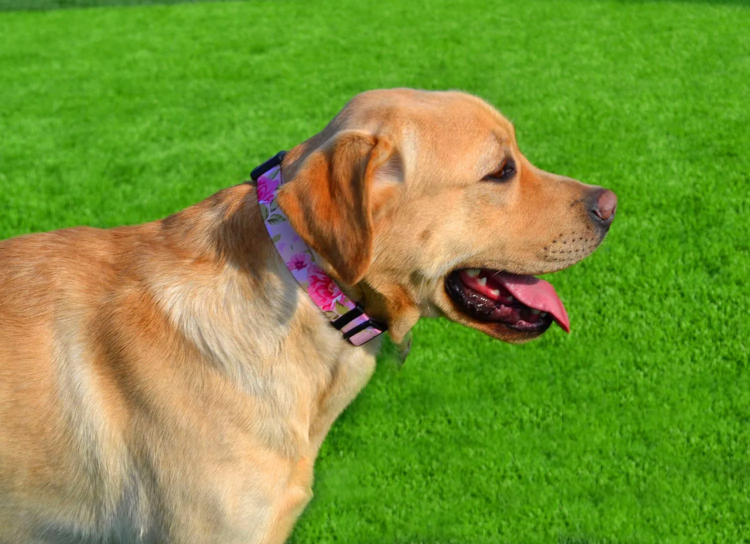 Mihqy Collare per Cani e Gatti Regolabile, Disegno Bohémien Floreale Geometrico Tribale, Rosa, Taglia M - immagine 5
