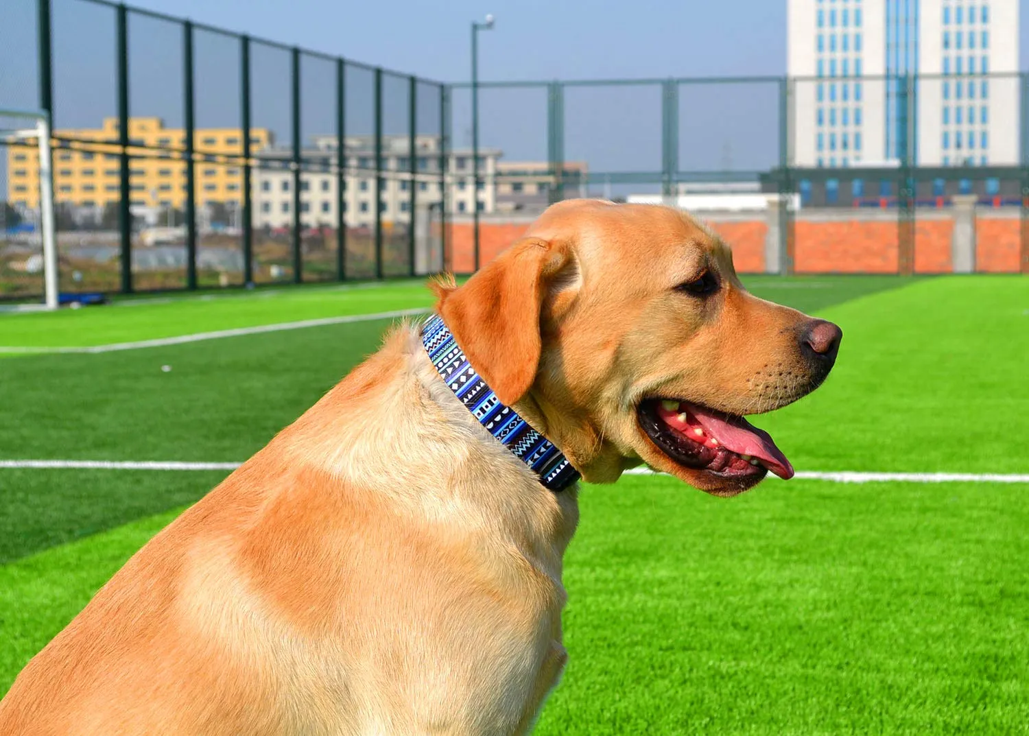 Mihqy Collare per Cani e Gatti, Blu Bohémien, Taglia S - immagine 6
