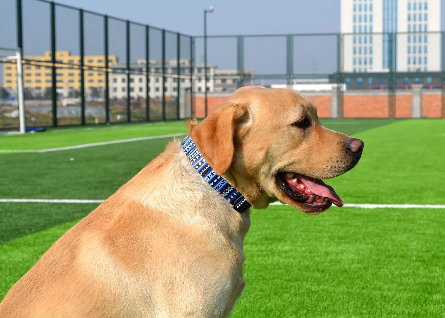Mihqy Collare per Cani e Gatti, Blu Bohémien, Taglia M - immagine 6