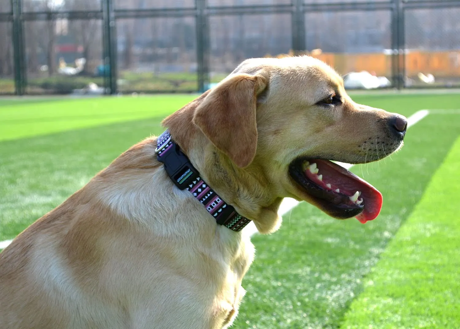 Mihqy Collare per Cani Morbido Regolabile, Viola Bohémien, L - immagine 6