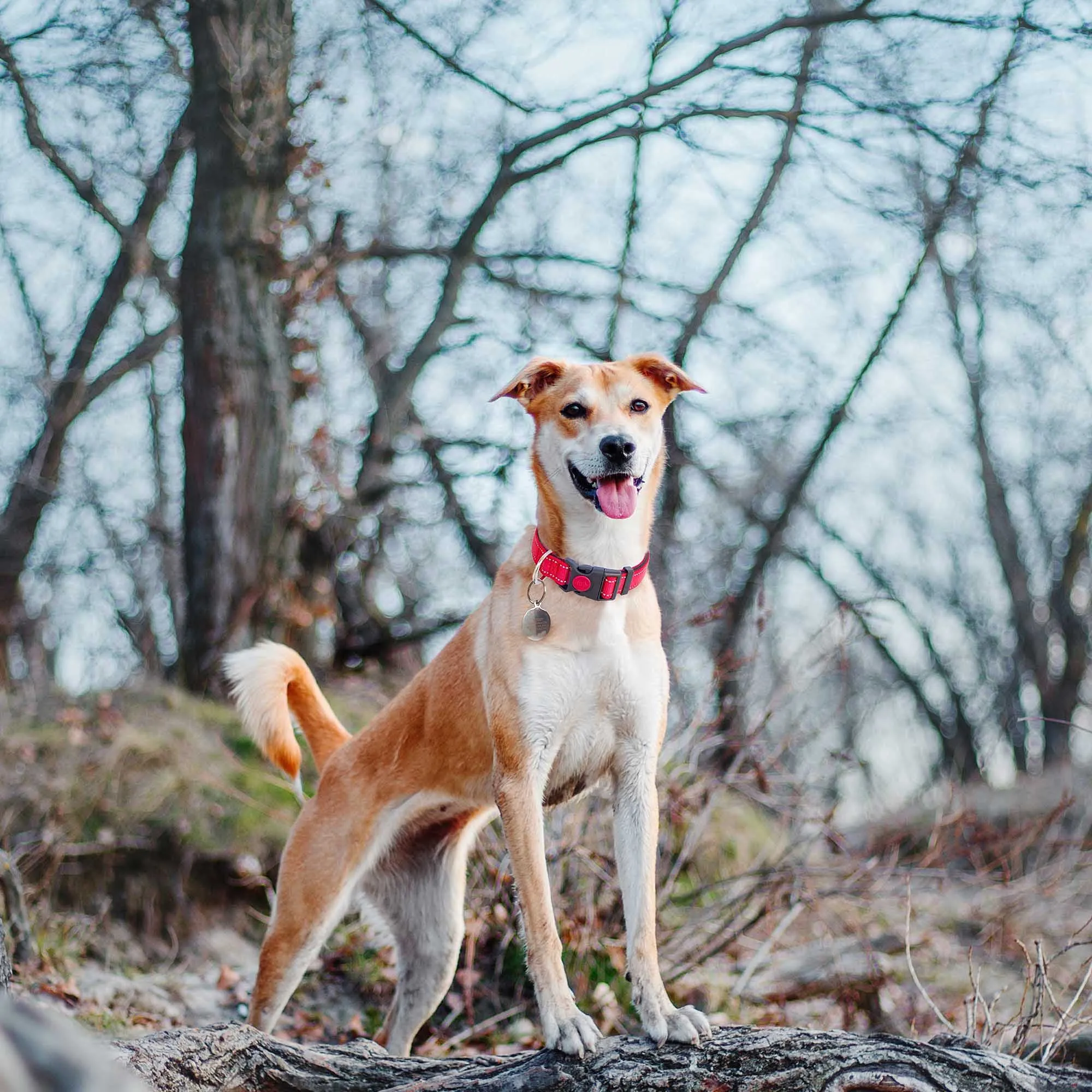 haapaw Collare Riflettente in Nylon e Neoprene per Cani Piccoli Medi e Grandi - immagine 6