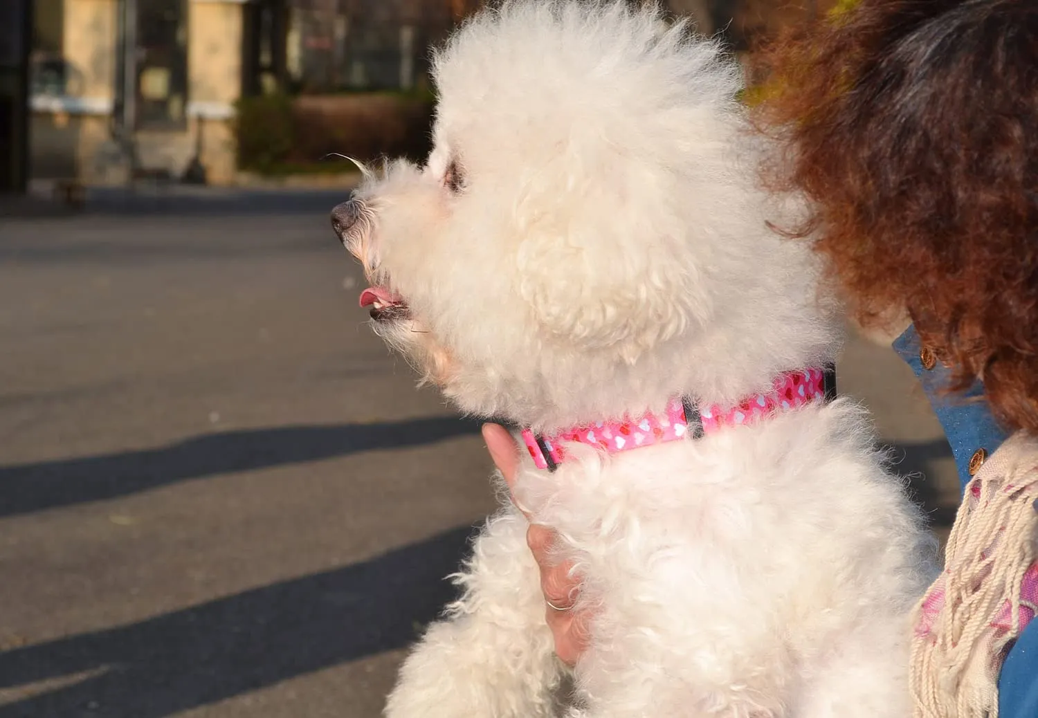 Mihqy Collare per Cani a forma di cuore San Valentino, Regolabile, Cuore, M - immagine 4