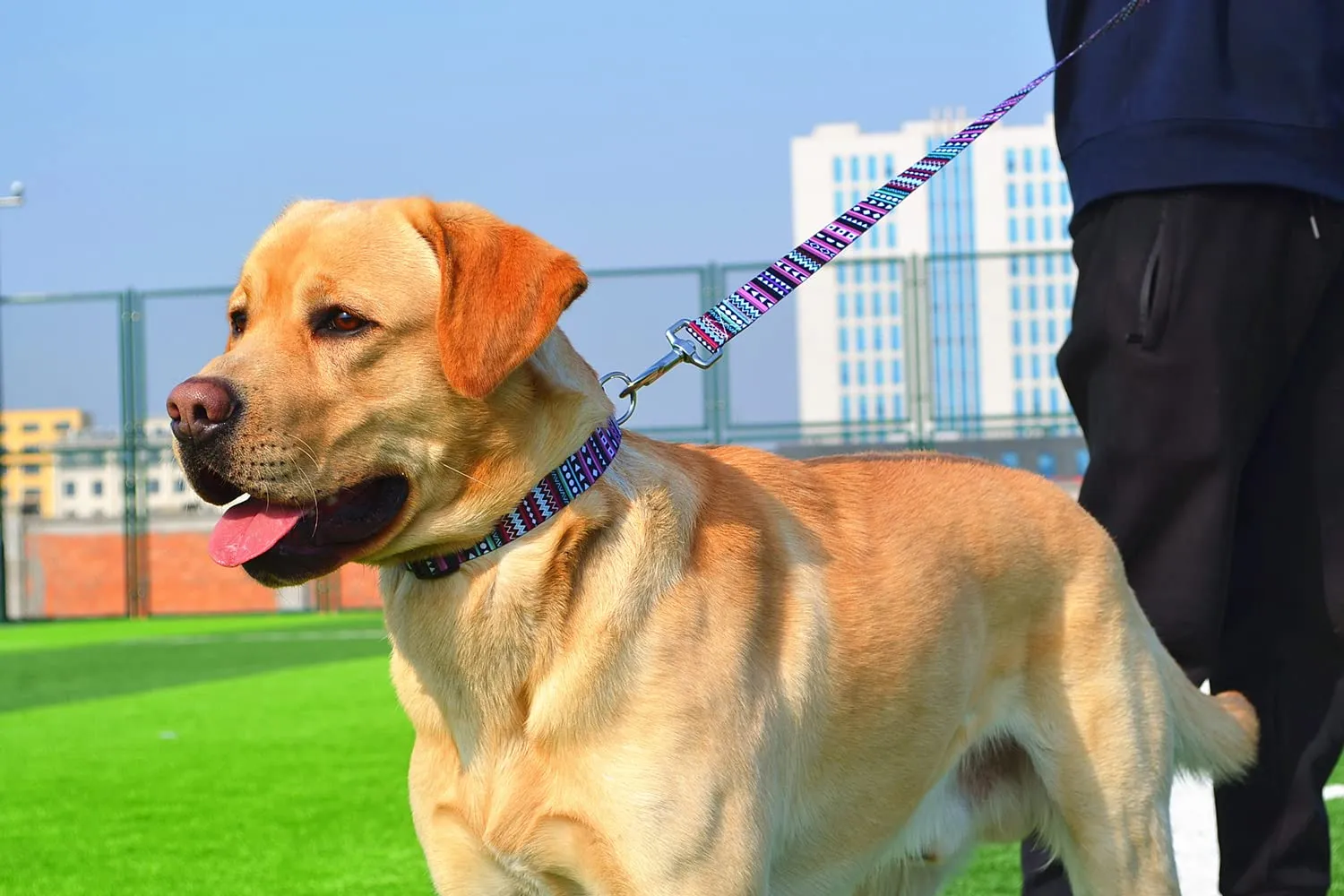 Mihqy Set Collare e Guinzaglio per Cani, Disegno Viola Bohémien, Taglia L - immagine 6
