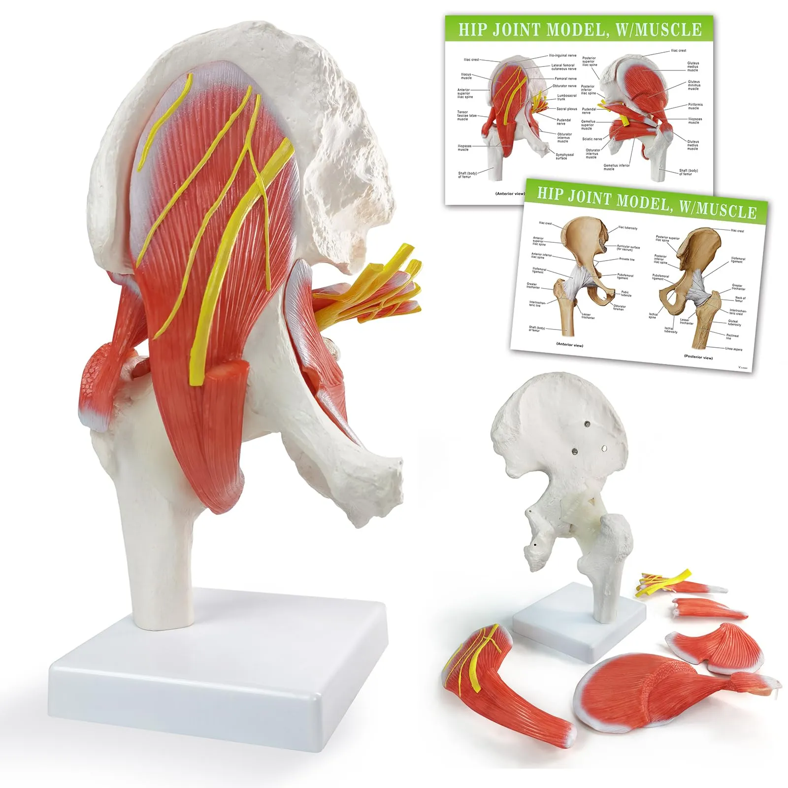 EVOTECH SCIENTIFIC Modello di Articolazione dell'Anca Muscolare Umana, 6 Parti, Scala 1:1 - immagine 1