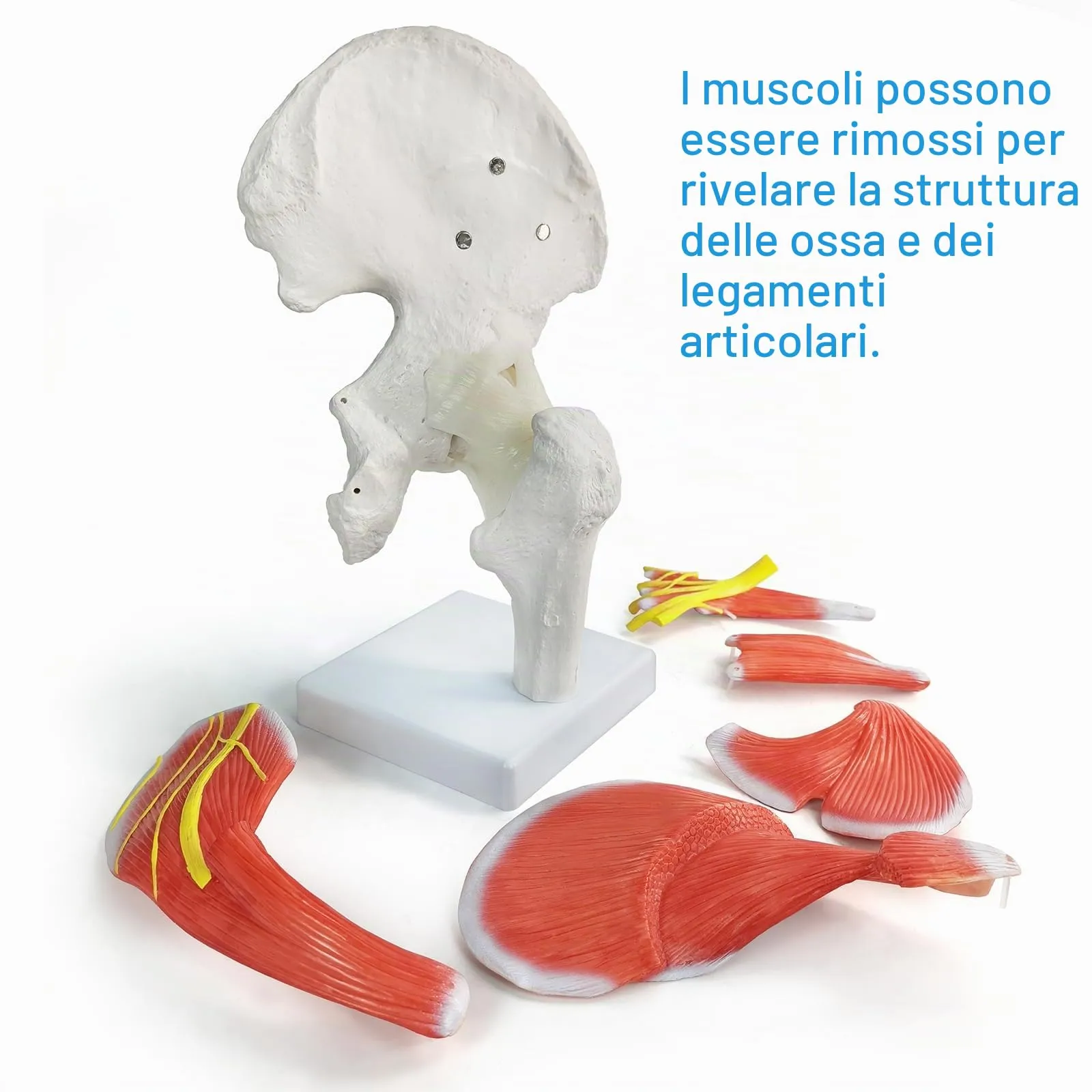 EVOTECH SCIENTIFIC Modello di Articolazione dell'Anca Muscolare Umana, 6 Parti, Scala 1:1 - immagine 2