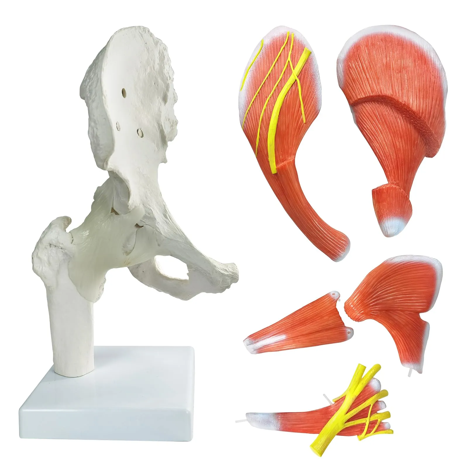 EVOTECH SCIENTIFIC Modello di Articolazione dell'Anca Muscolare Umana, 6 Parti, Scala 1:1 - immagine 4