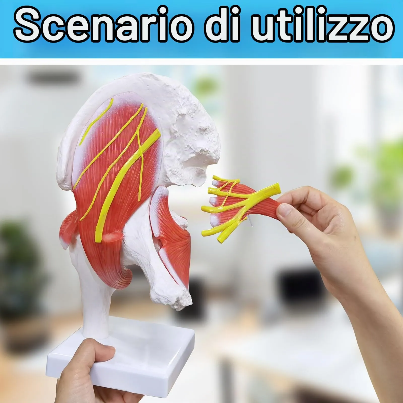 EVOTECH SCIENTIFIC Modello di Articolazione dell'Anca Muscolare Umana, 6 Parti, Scala 1:1 - immagine 6