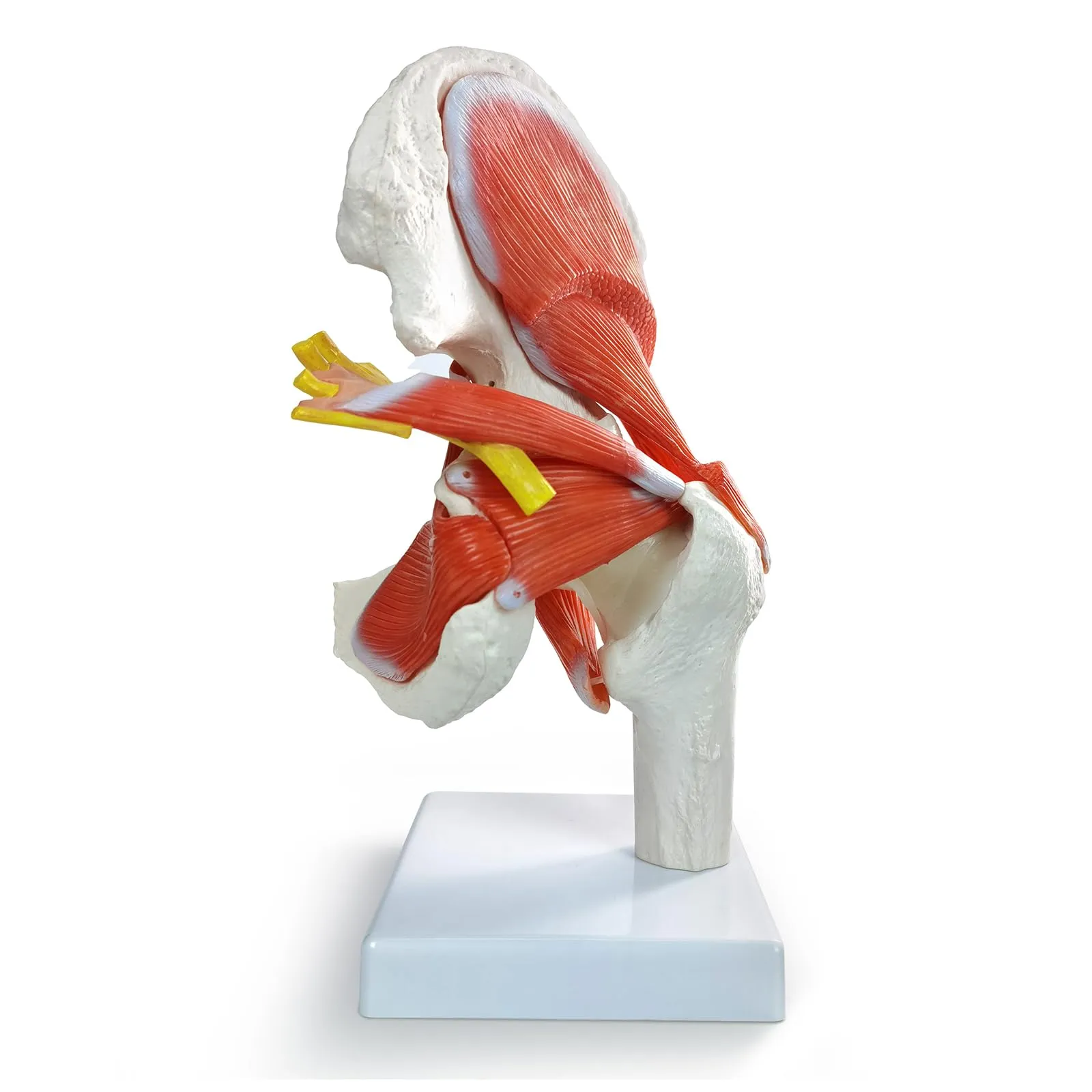 EVOTECH SCIENTIFIC Modello di Articolazione dell'Anca Muscolare Umana, 6 Parti, Scala 1:1 - immagine 7