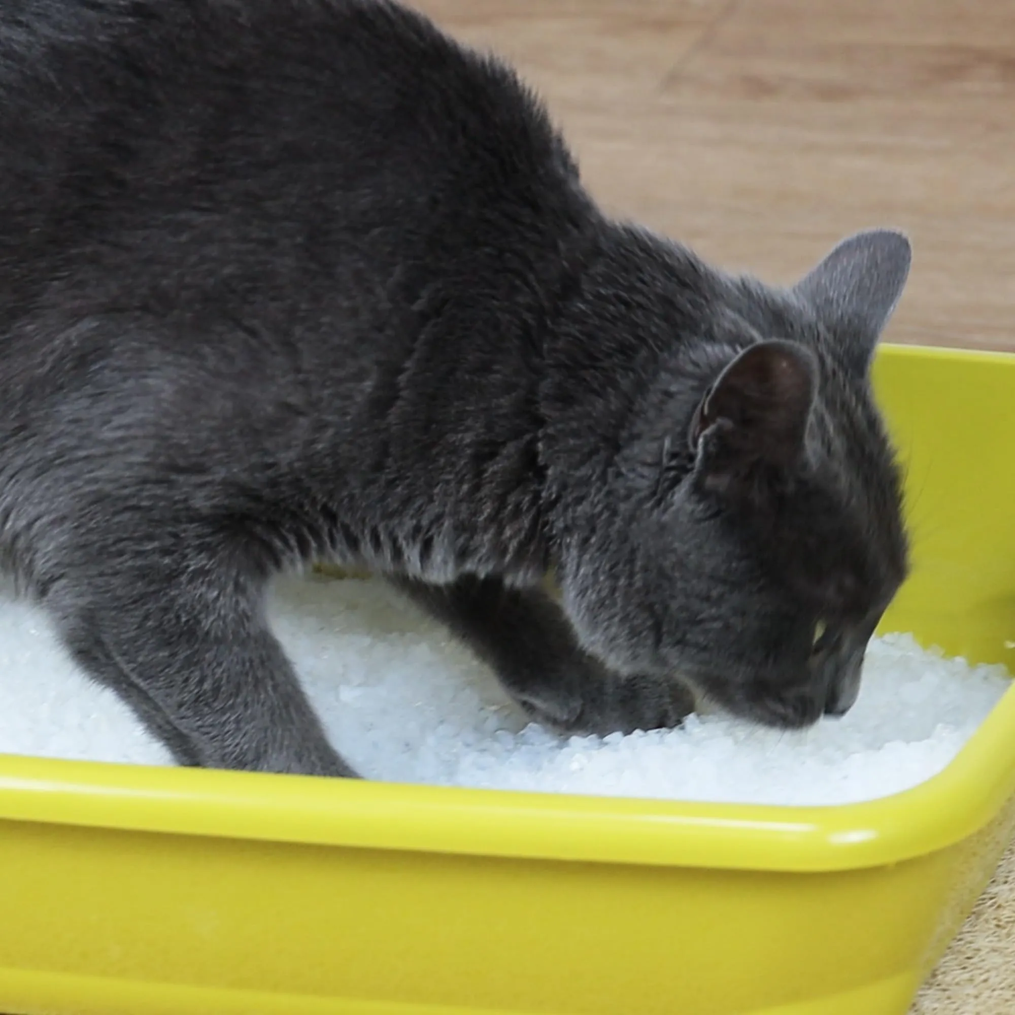 Croci Easy Clean Lettiera Gatto in Cristalli di Silicio, 7,5 Lt - immagine 7