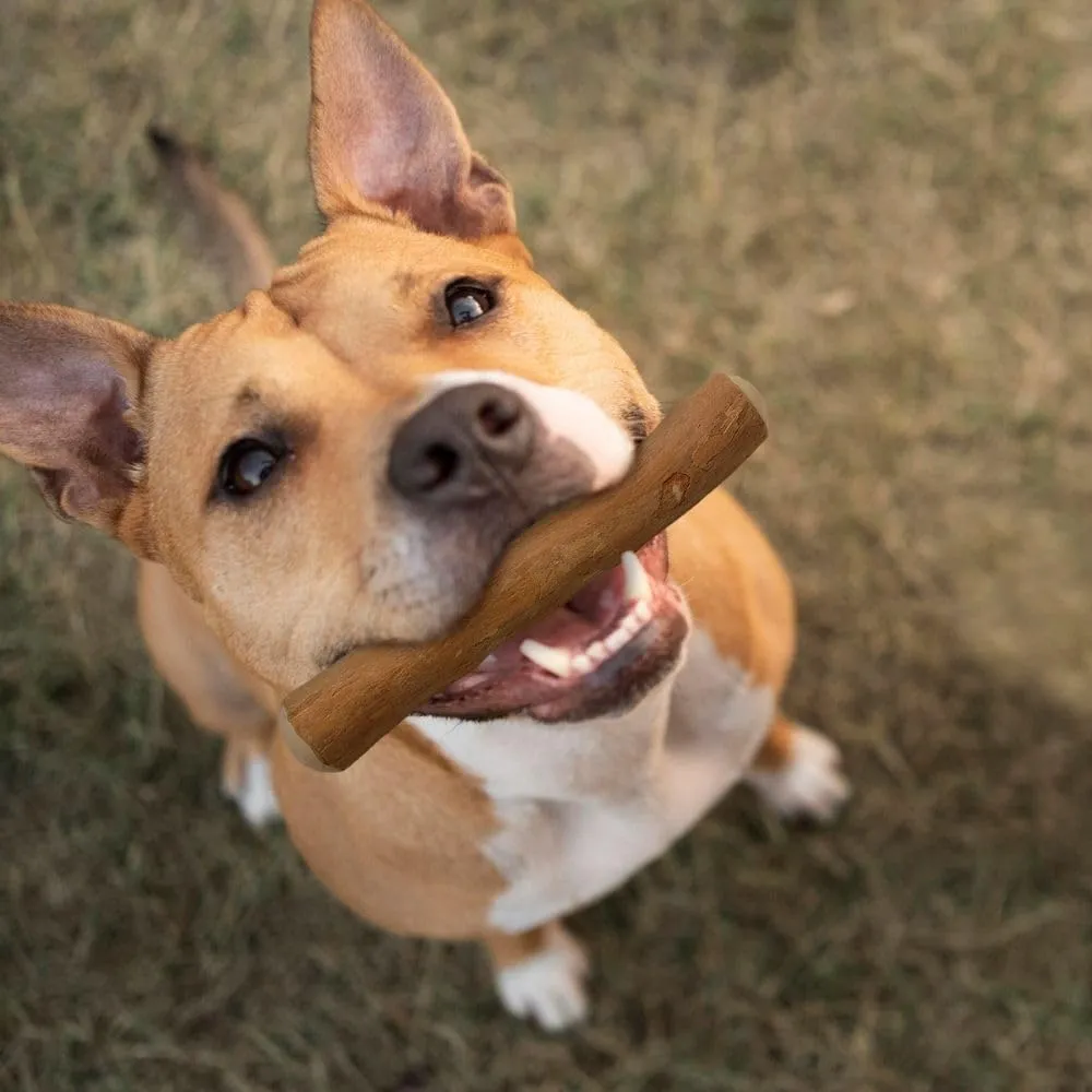 Wildfang Bastone per Cani in Legno di Caffè Arabica, Taglia M - immagine 8